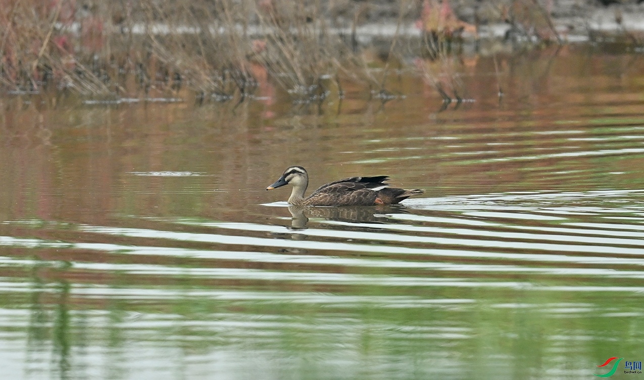 DSC_2967f_��ͼ��.jpg