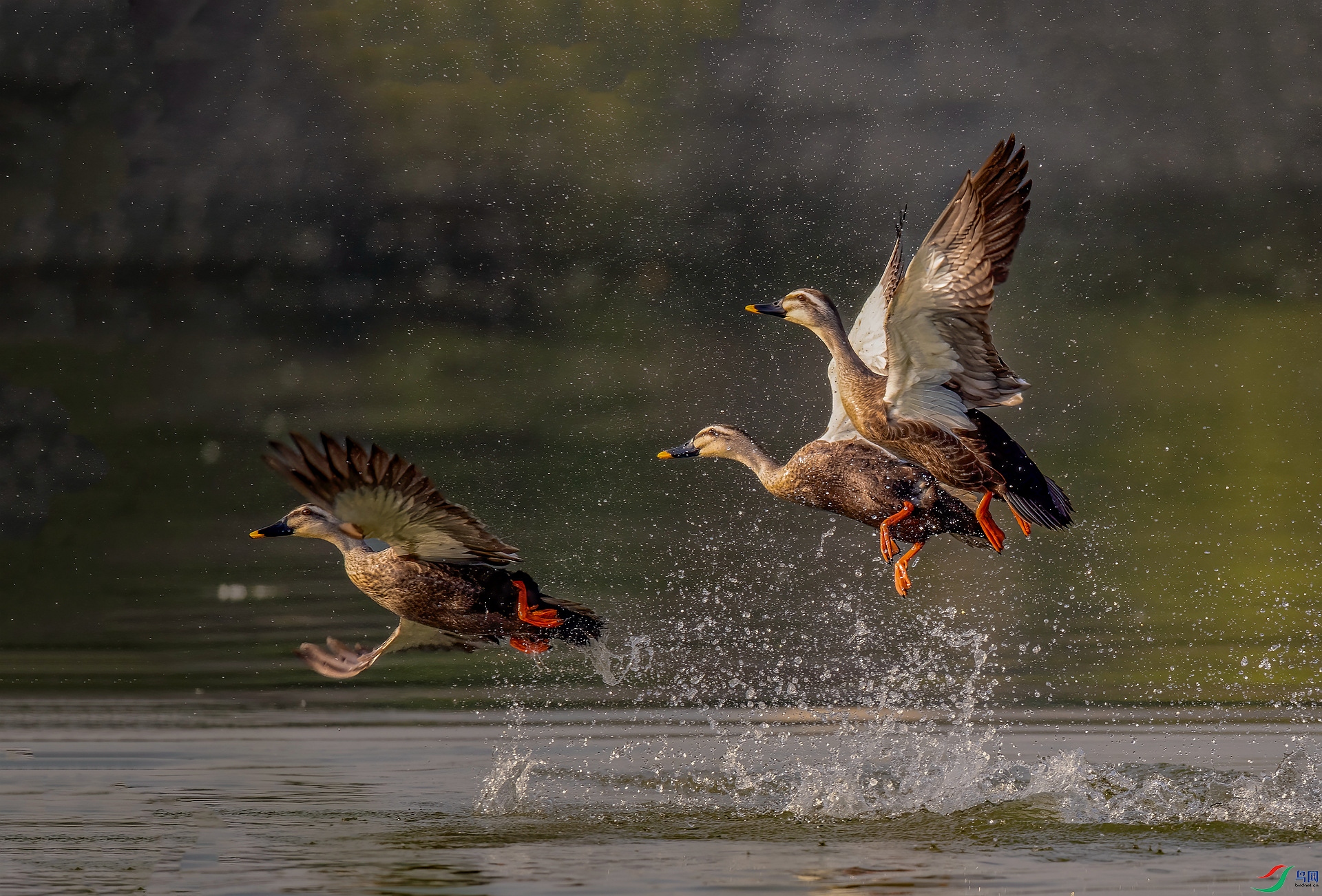 DSC_1997 ����_����.jpg