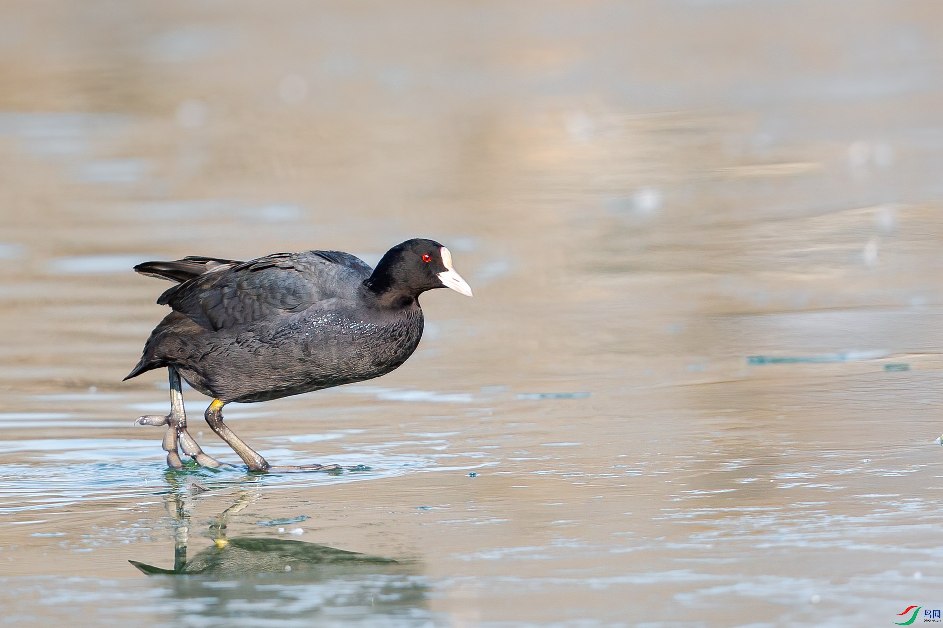 AQ4P6341-1.jpg