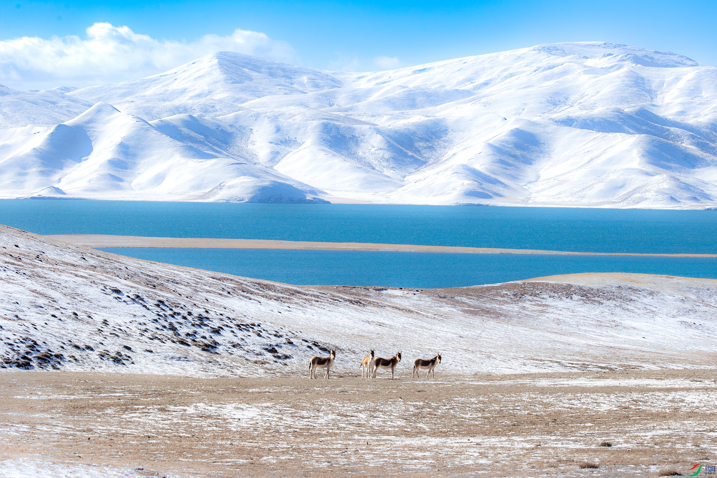 A15I0635-����ǿ-NR ����.jpg