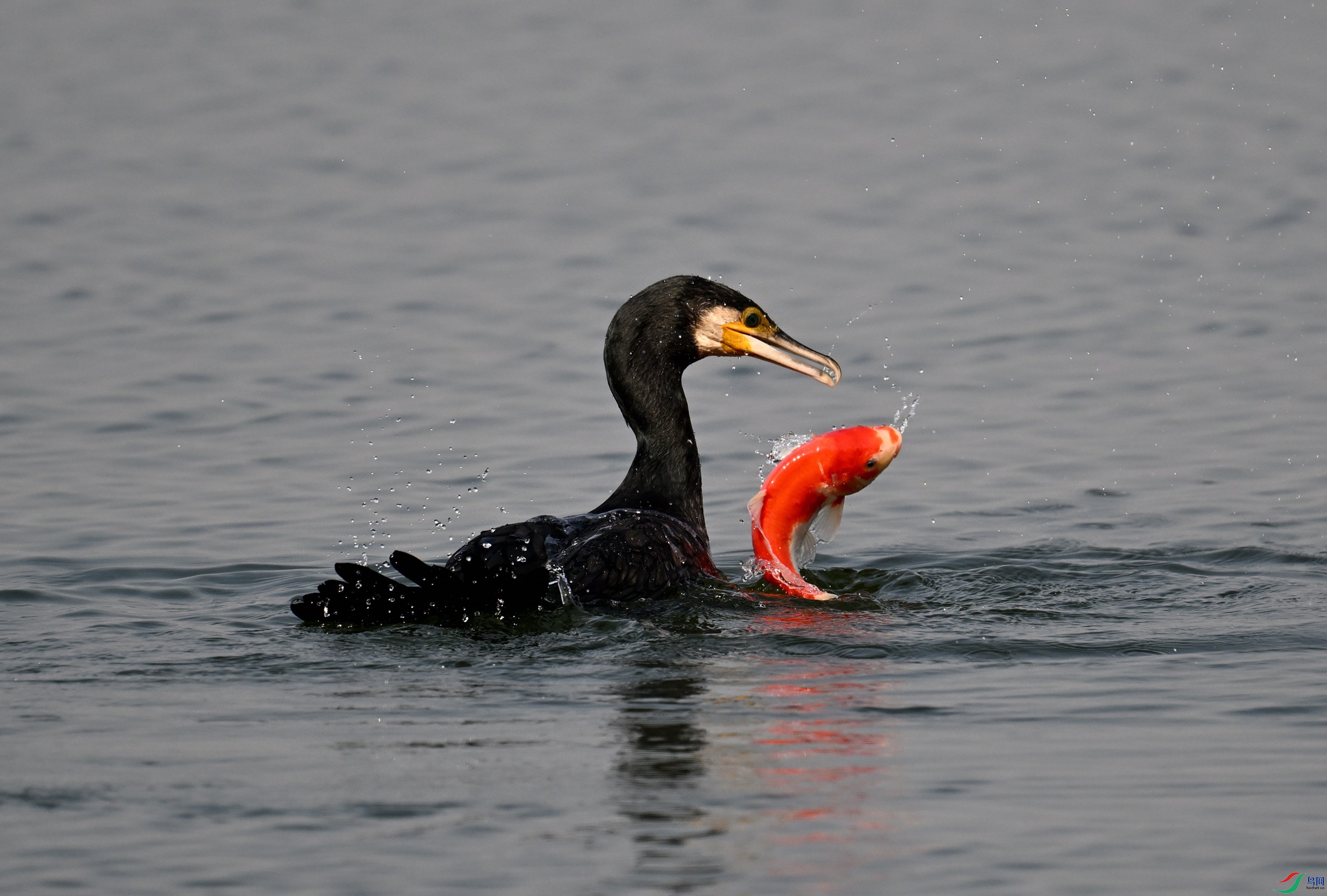 DSC_5379.JPG