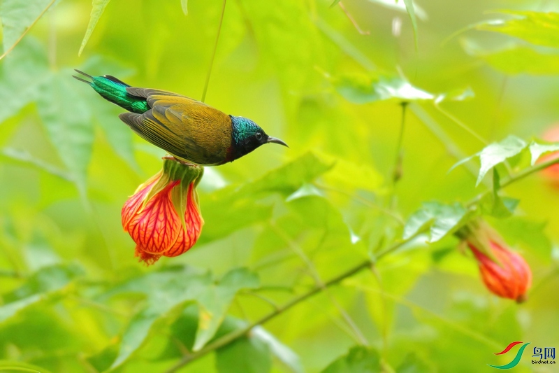 AP2W6416 (1)-DeNoiseAI-clear.JPG