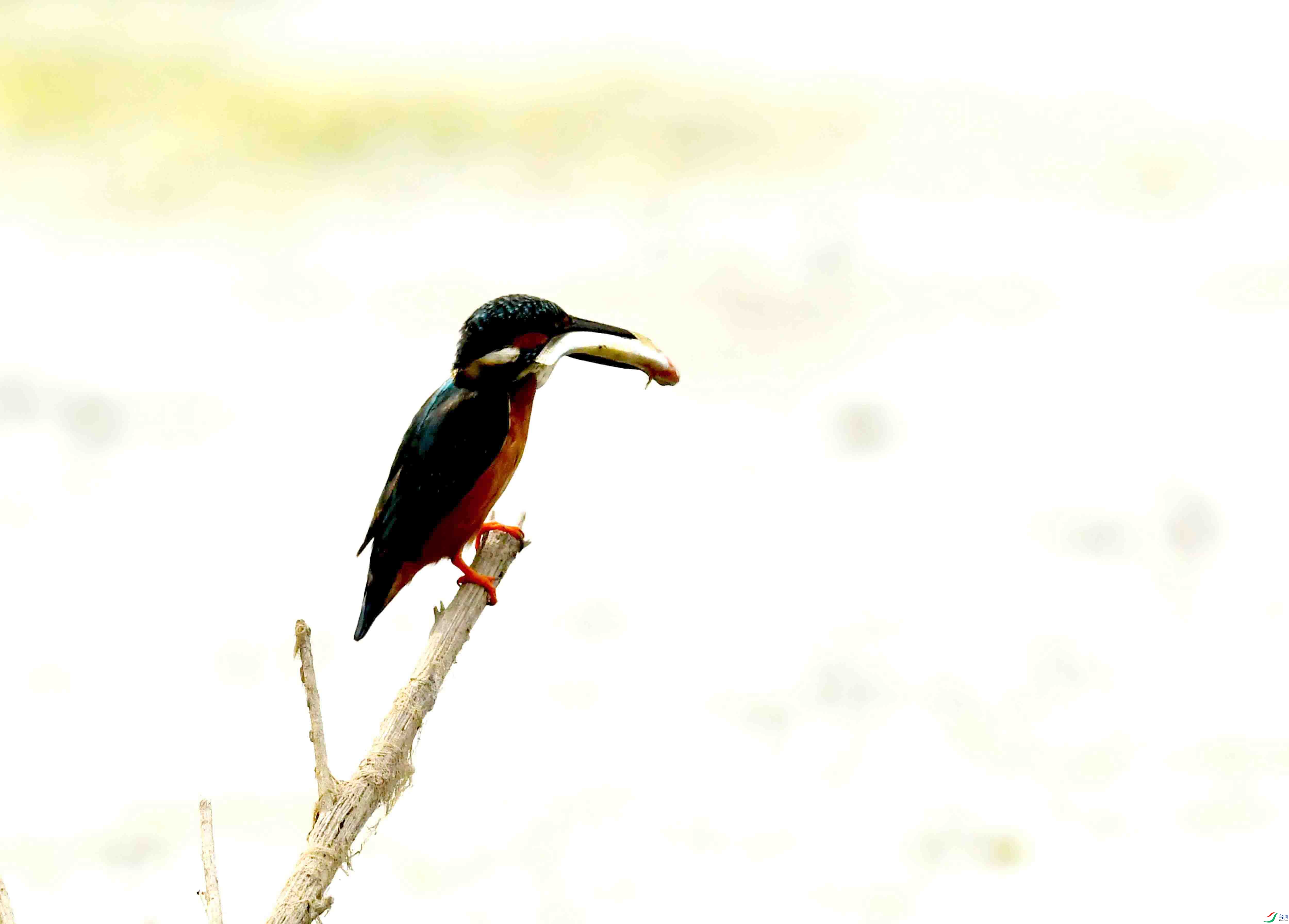 DSC_9965.JPG