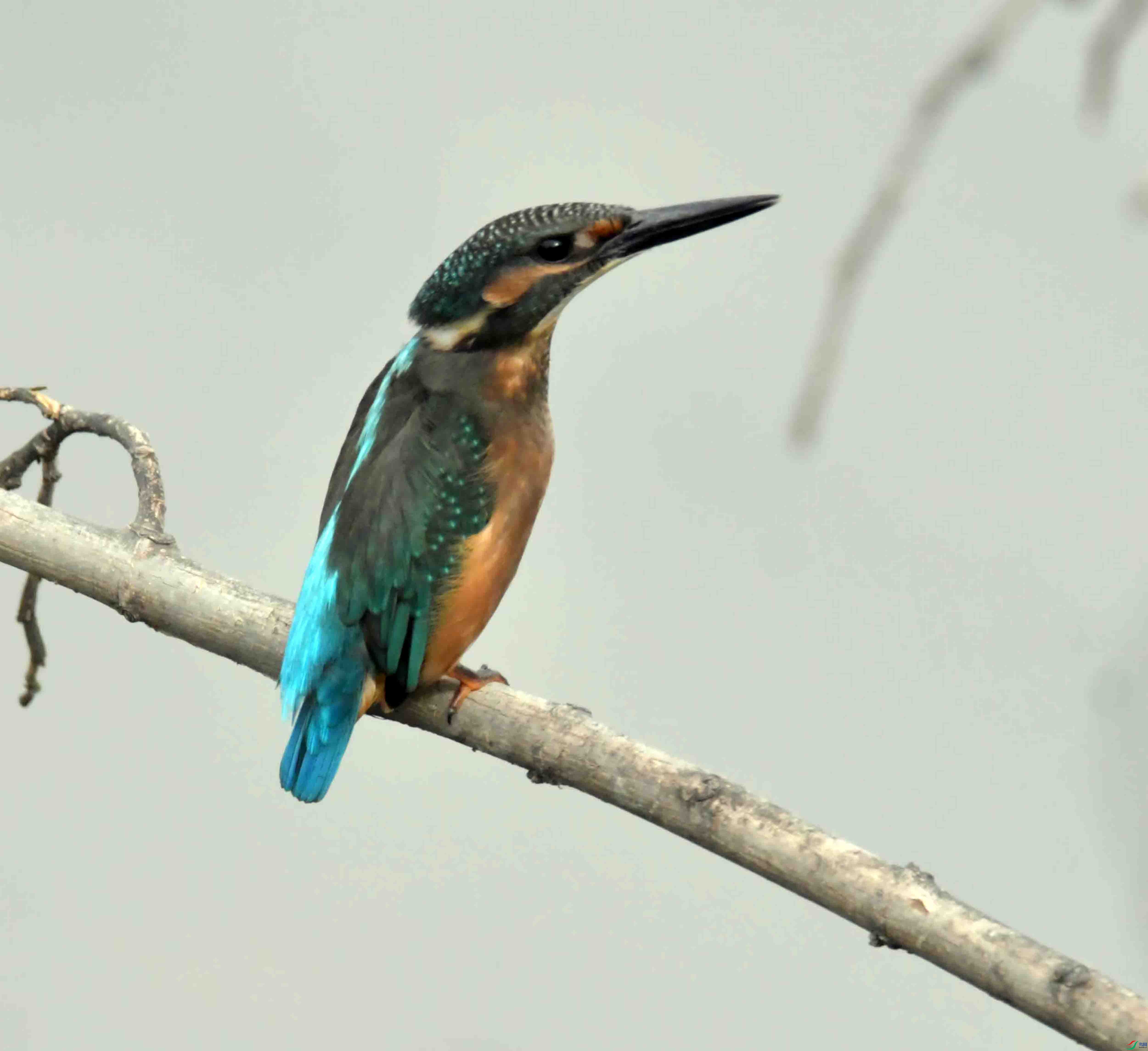 DSC_9975.JPG