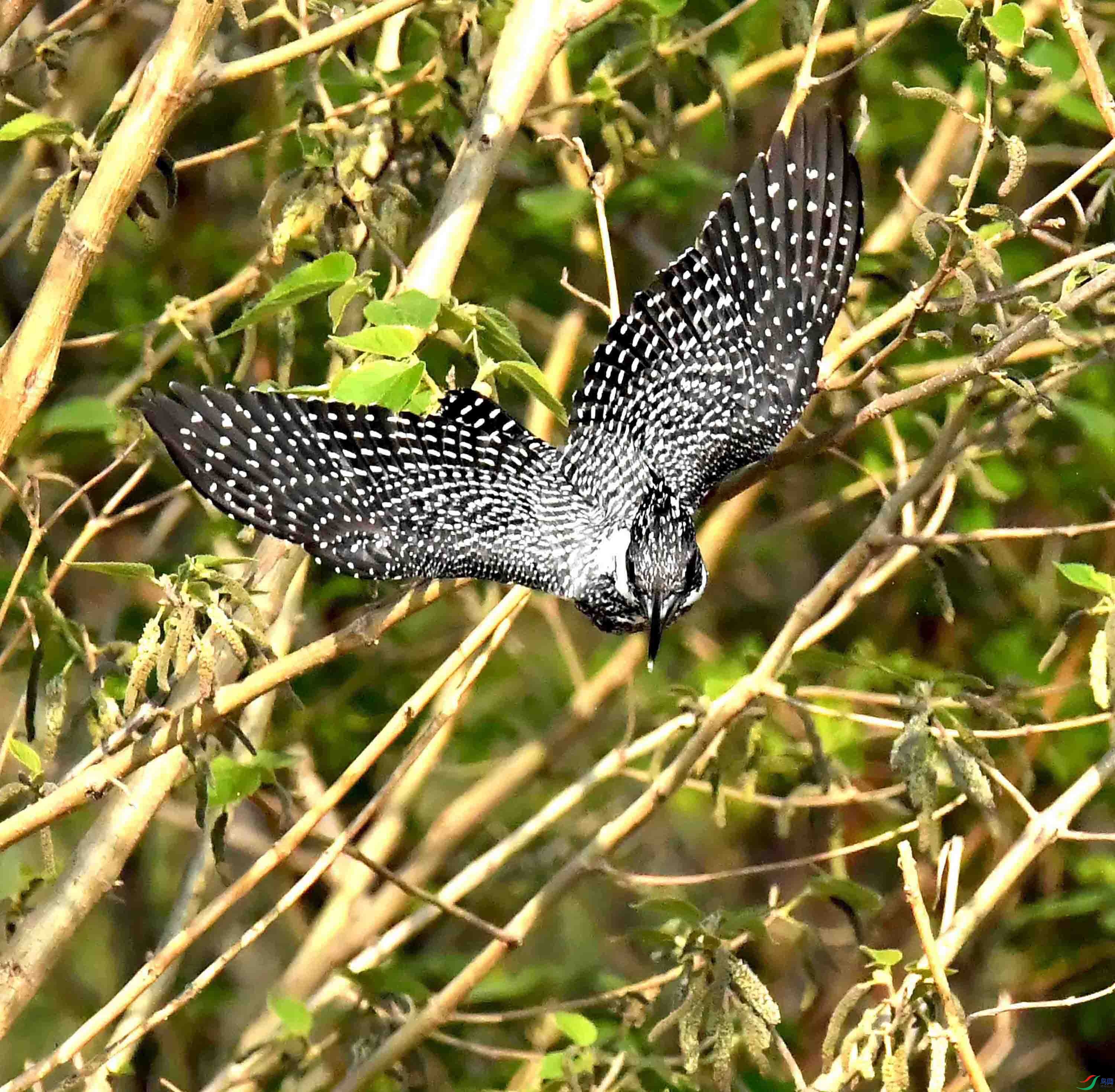 DSC_9372.JPG