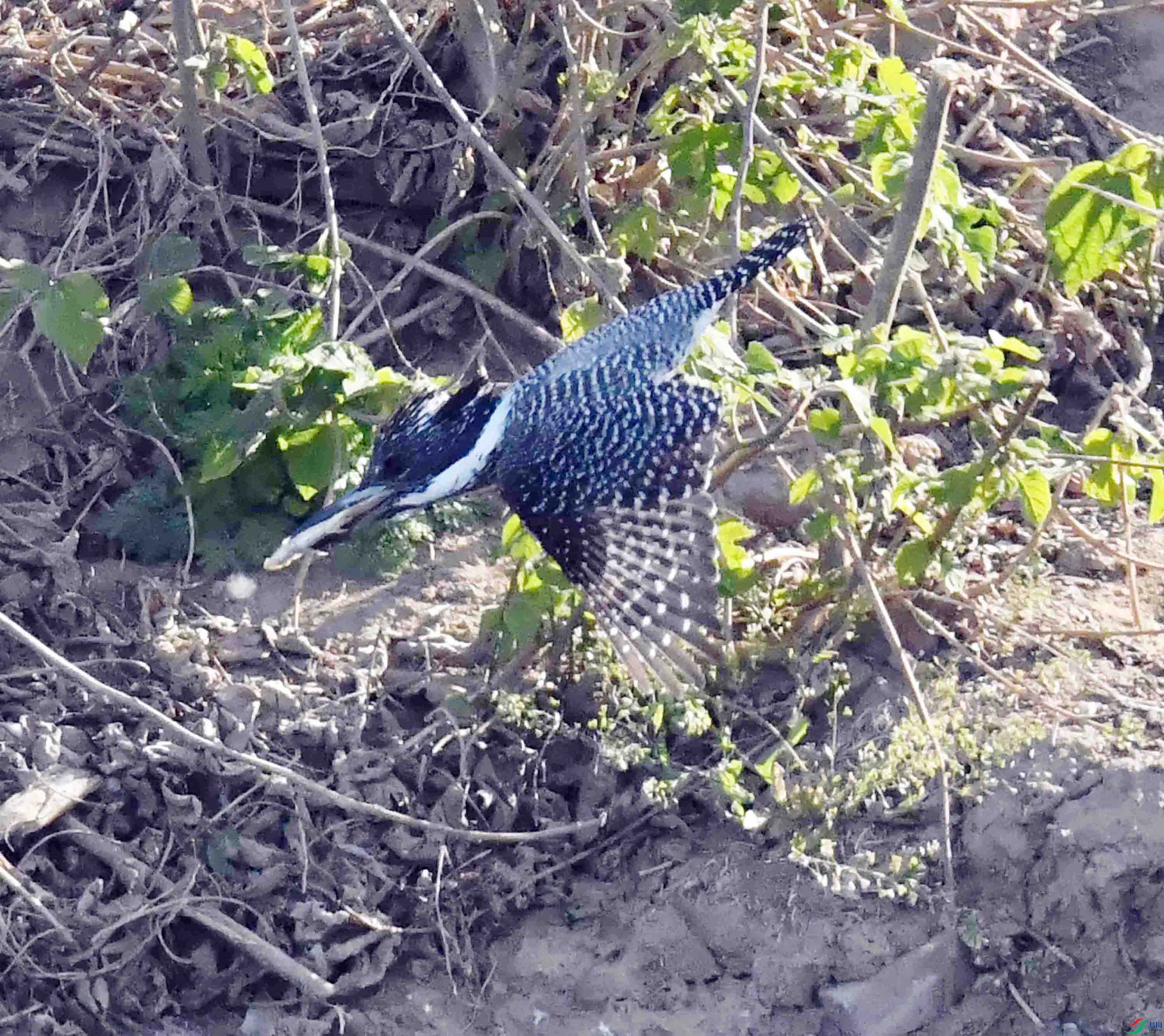 DSC_9424.JPG