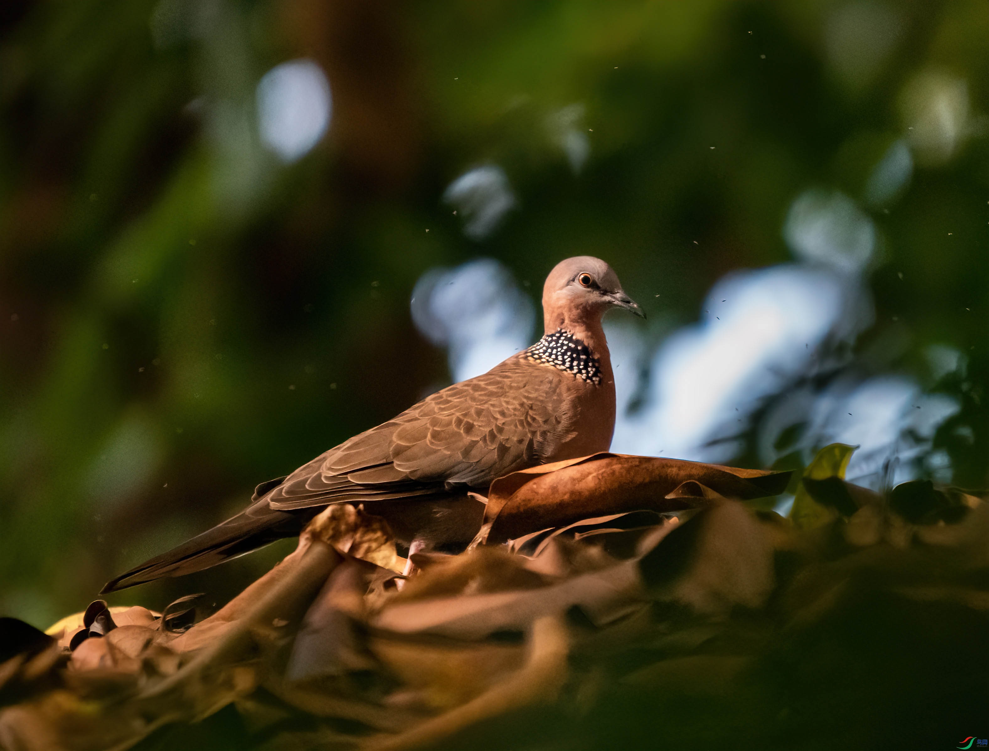 DSC_3178-s.jpg