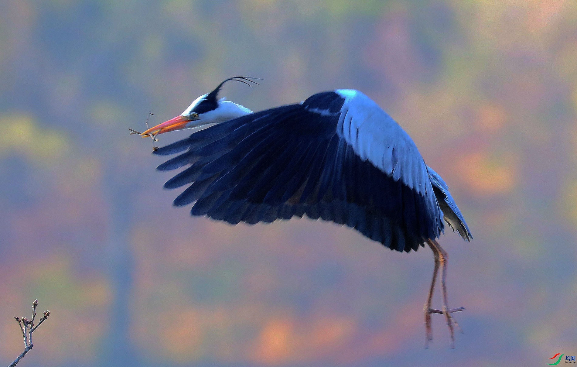 ��֦æ����