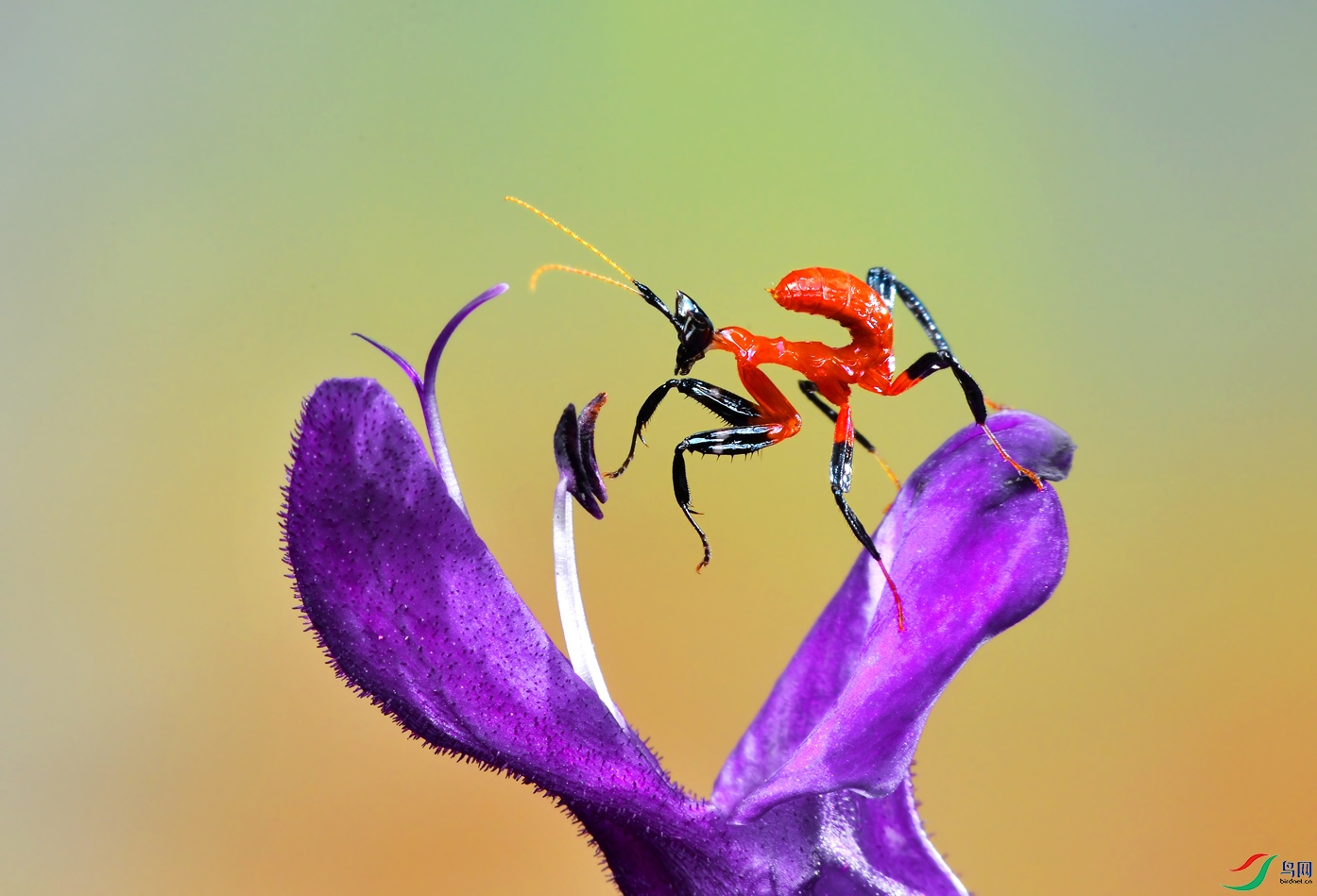 DSC_2749 ����.jpg