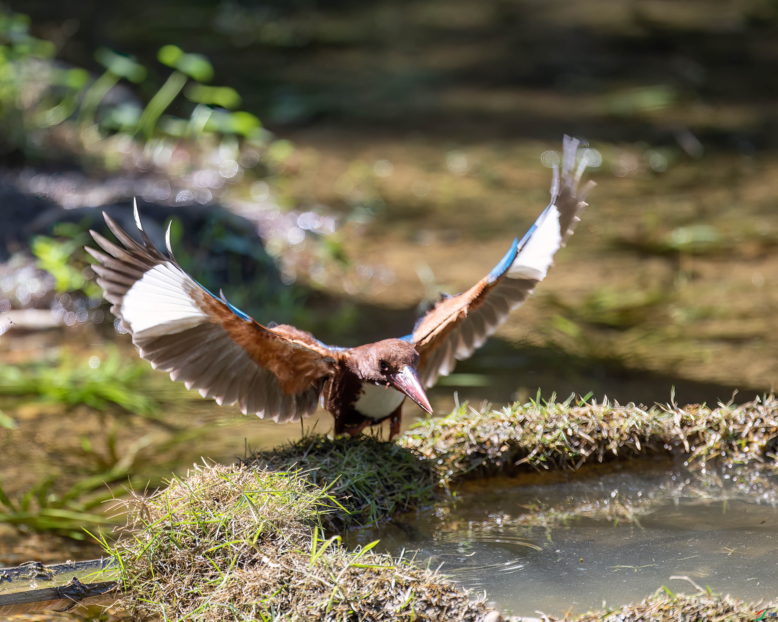 DSC_6666-1.jpg