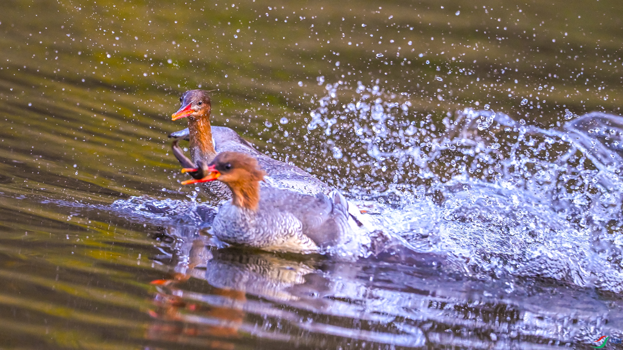 1169 ����.jpg