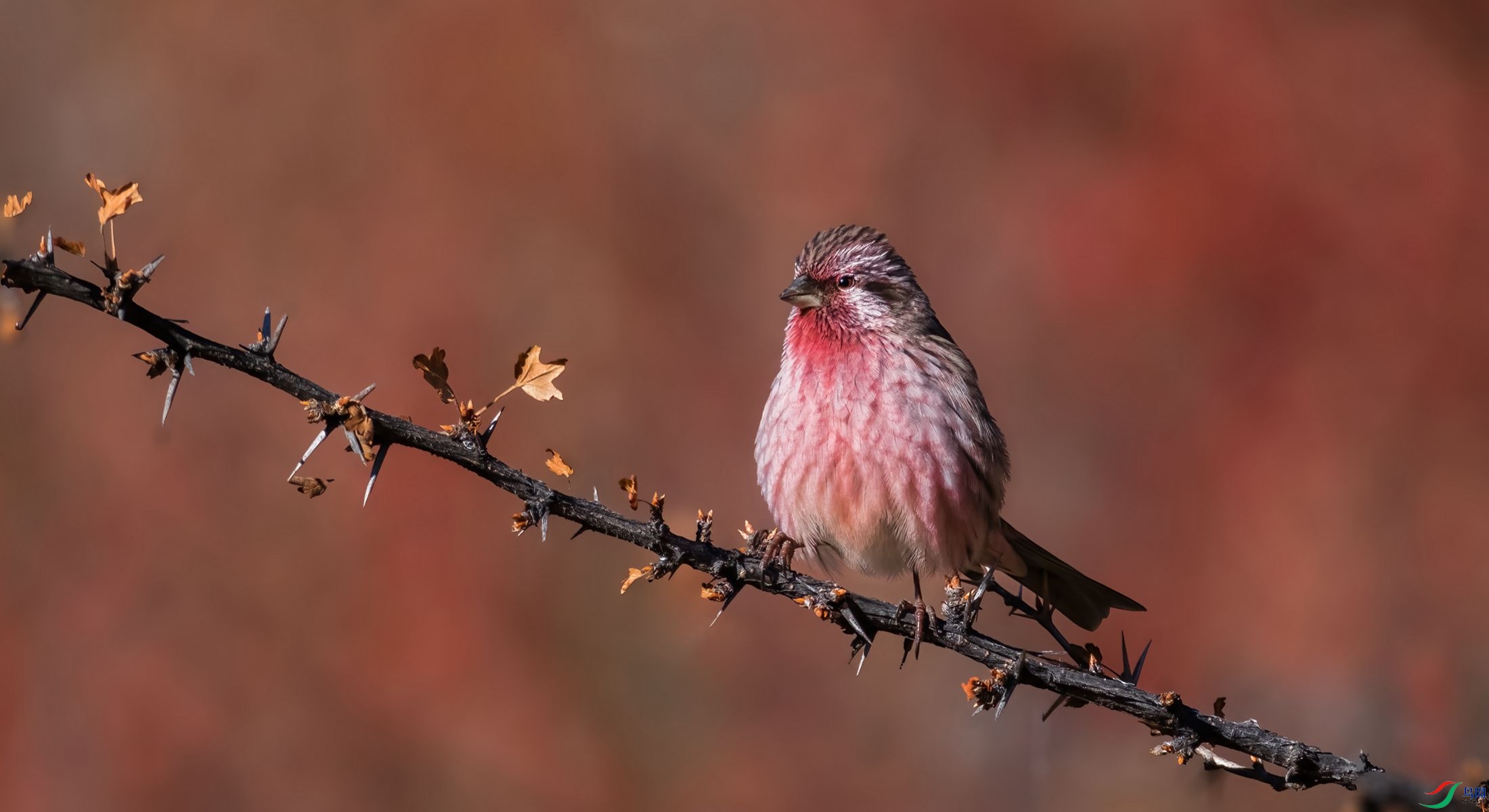 ϲɽ��ü��ȸ