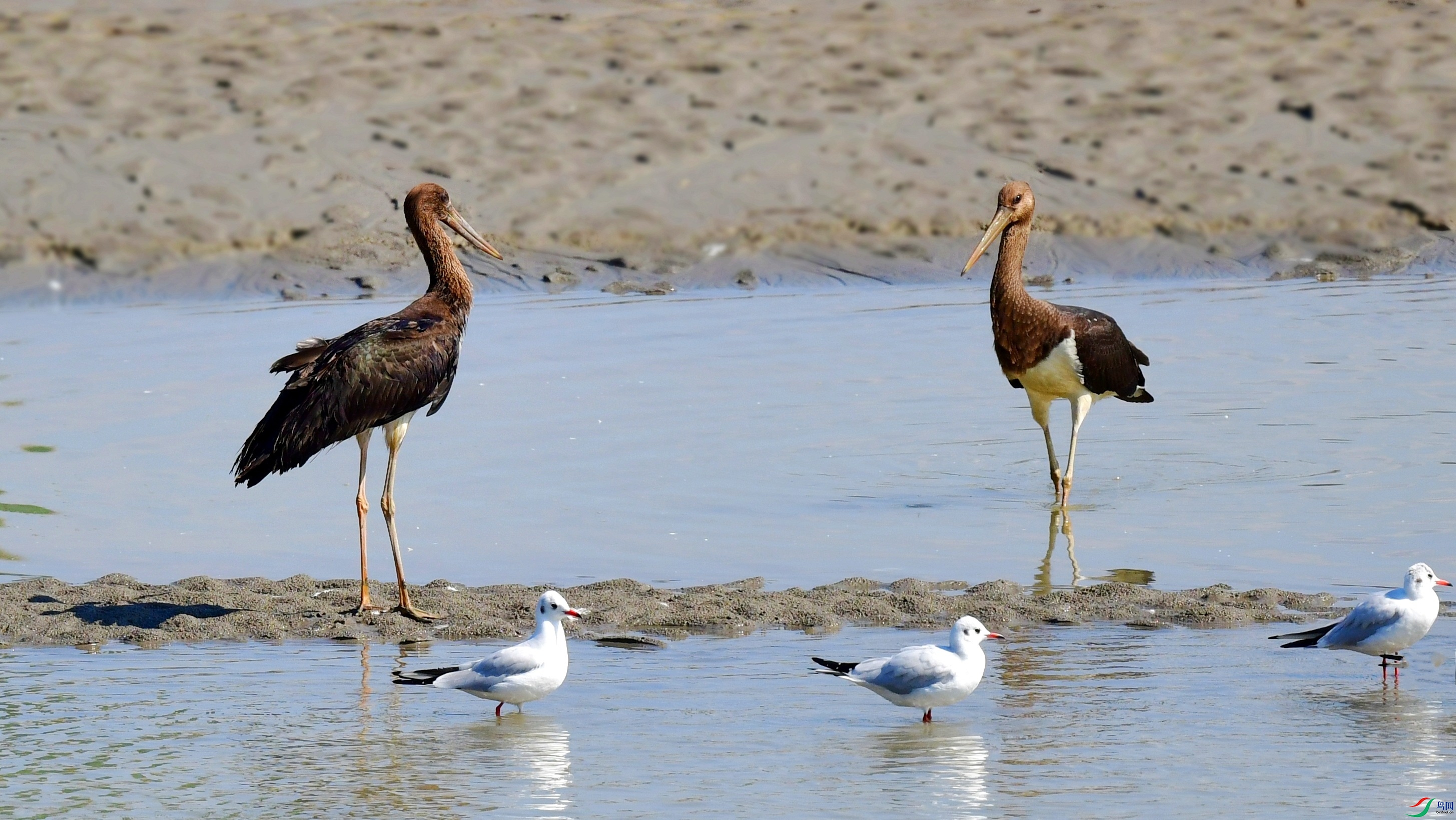 DSC_0162_conew3.jpg