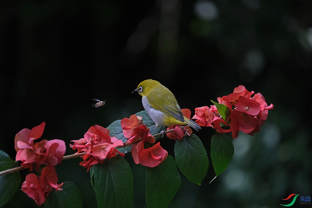 DSCF7234.1.jpg