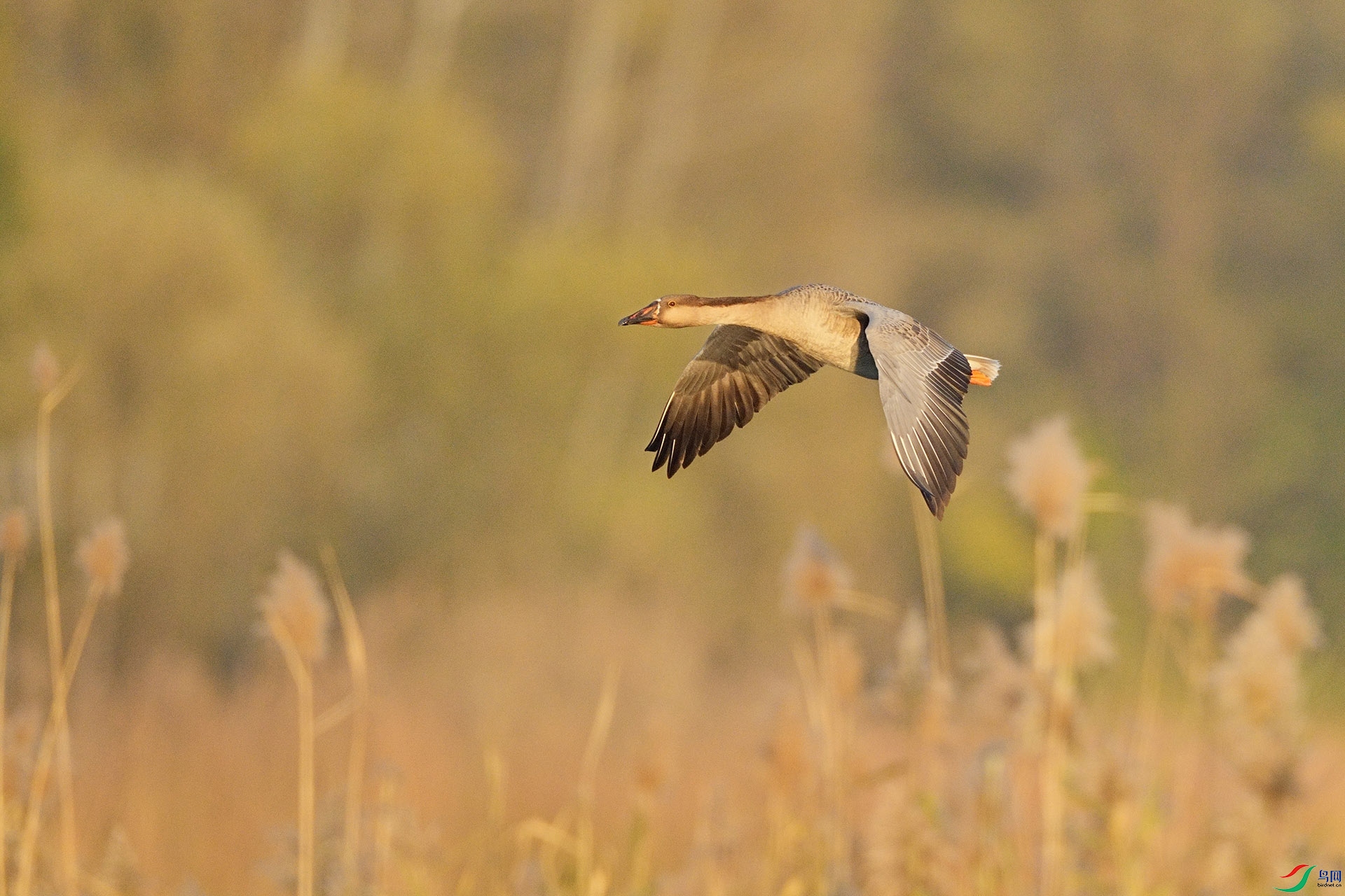 DSC02789 ����.jpg