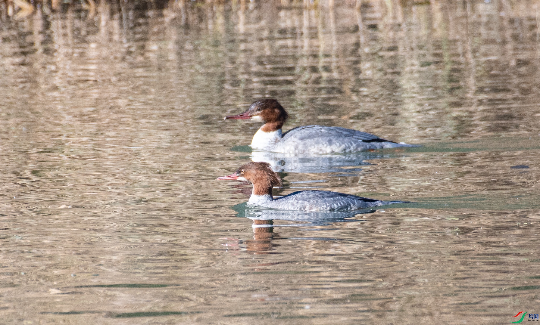 DSC_3334.jpg
