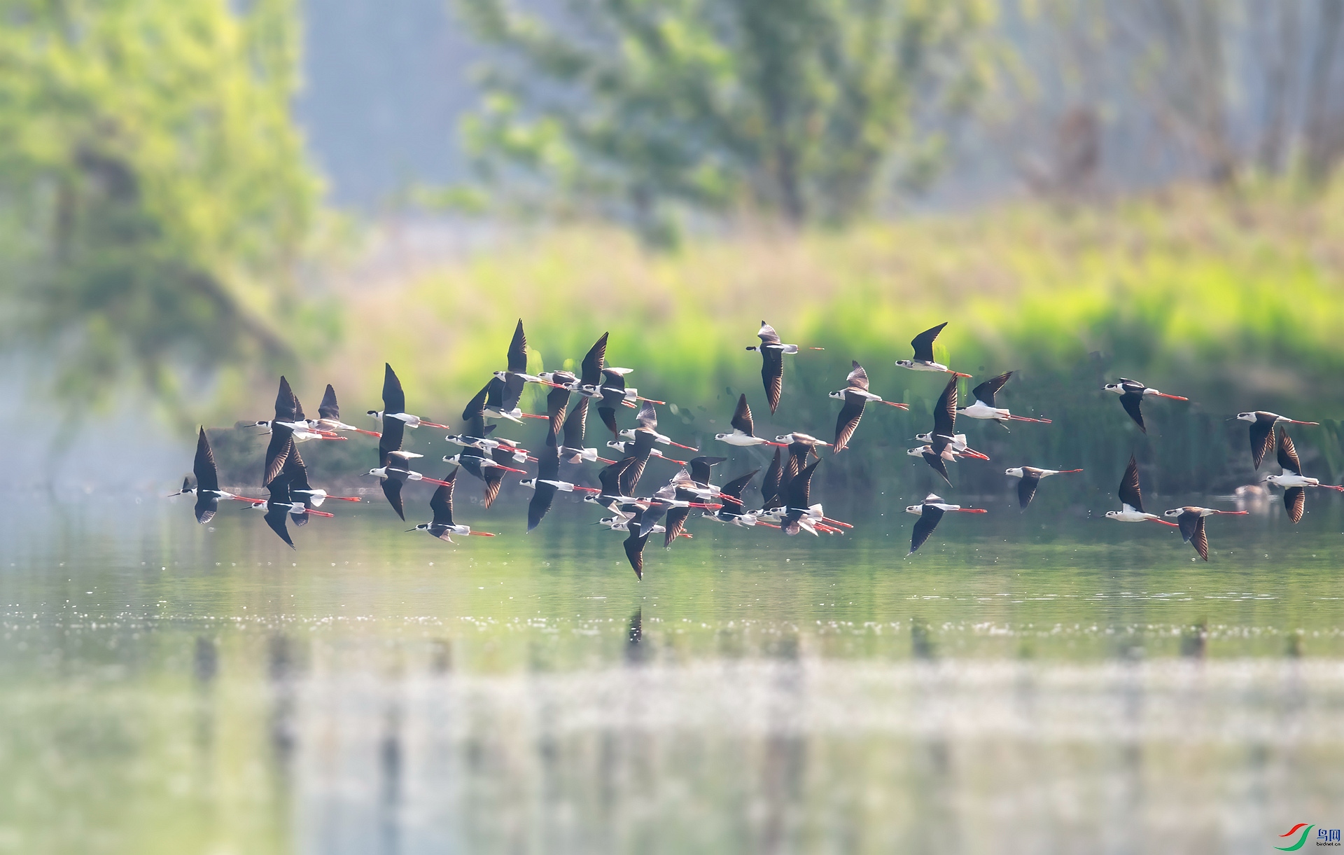 DSC_1682 ����_����.jpg