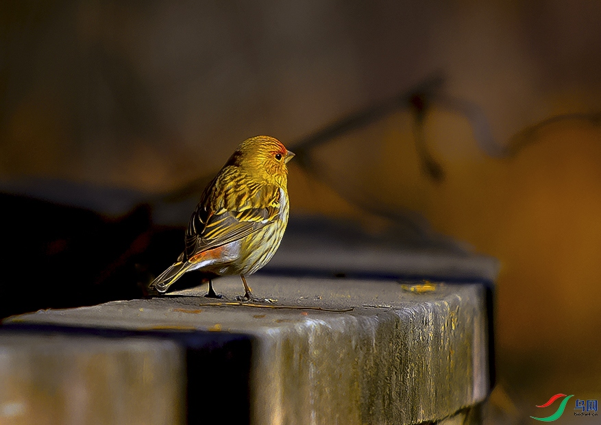 _DSC3345.JPG