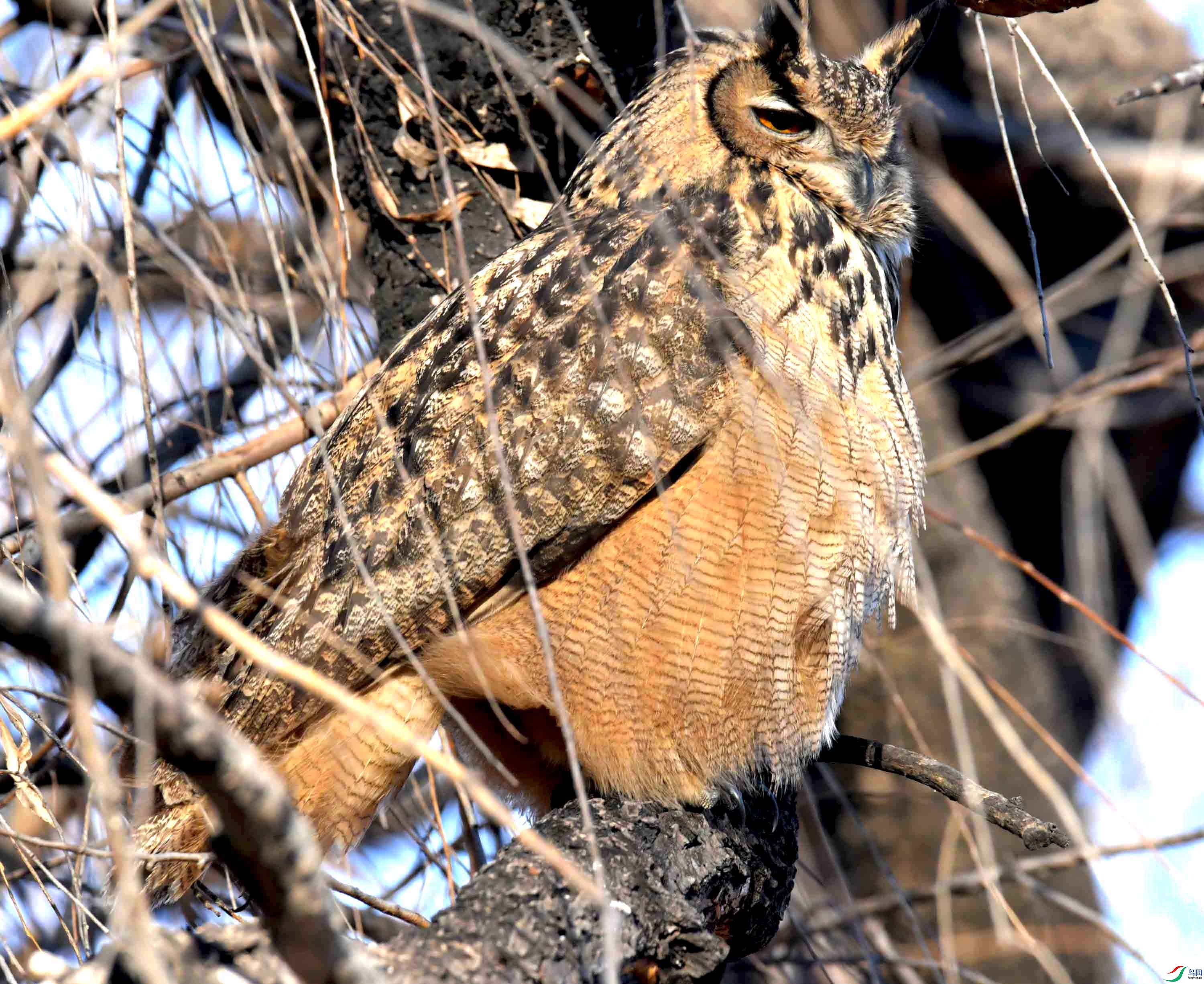 DSC_6336.JPG