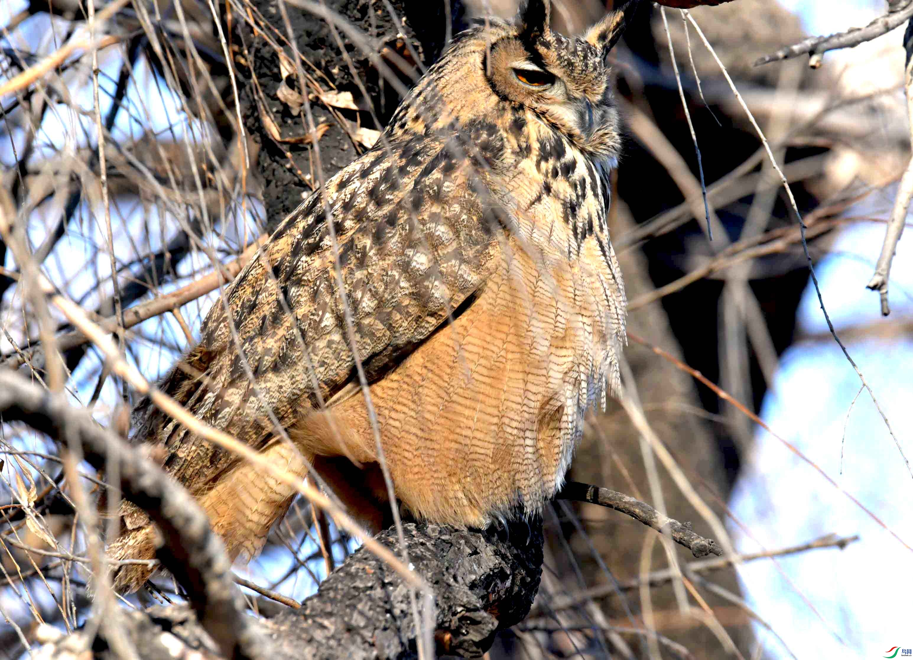 DSC_6335.JPG