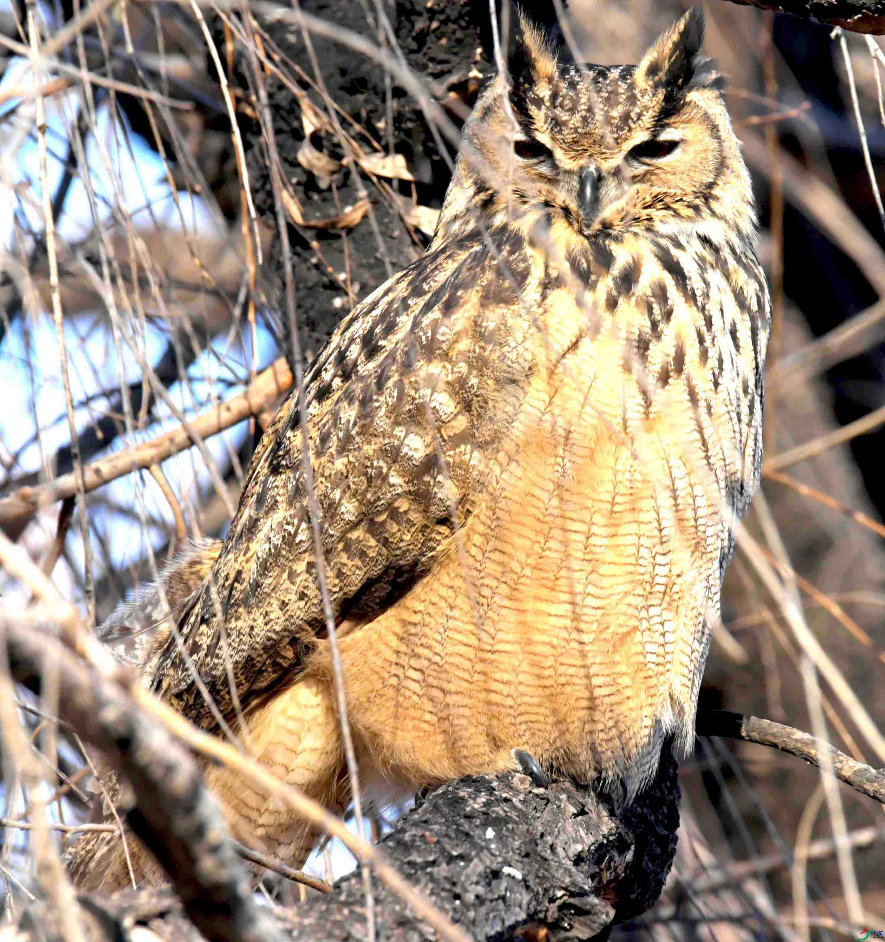 DSC_6337.JPG