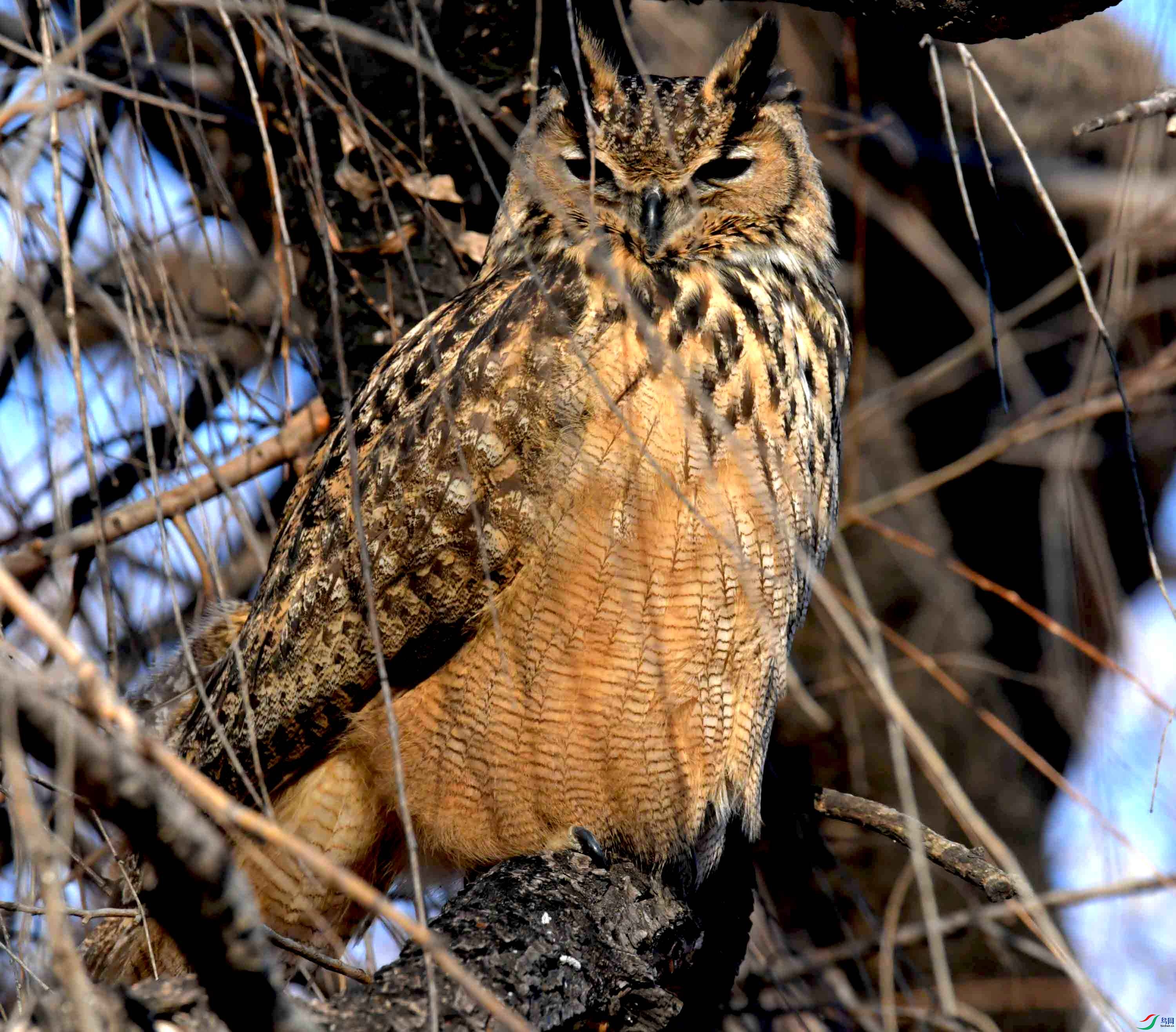 DSC_6339.JPG