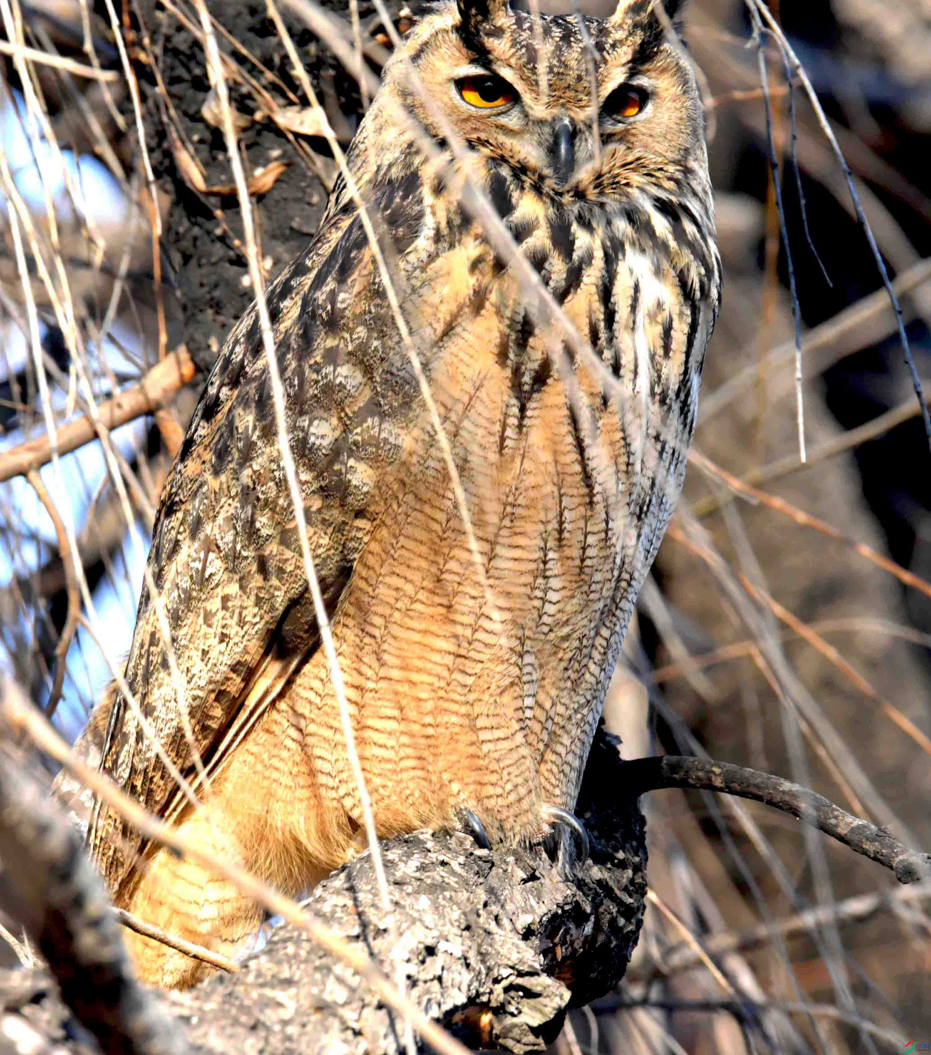 DSC_6340.JPG