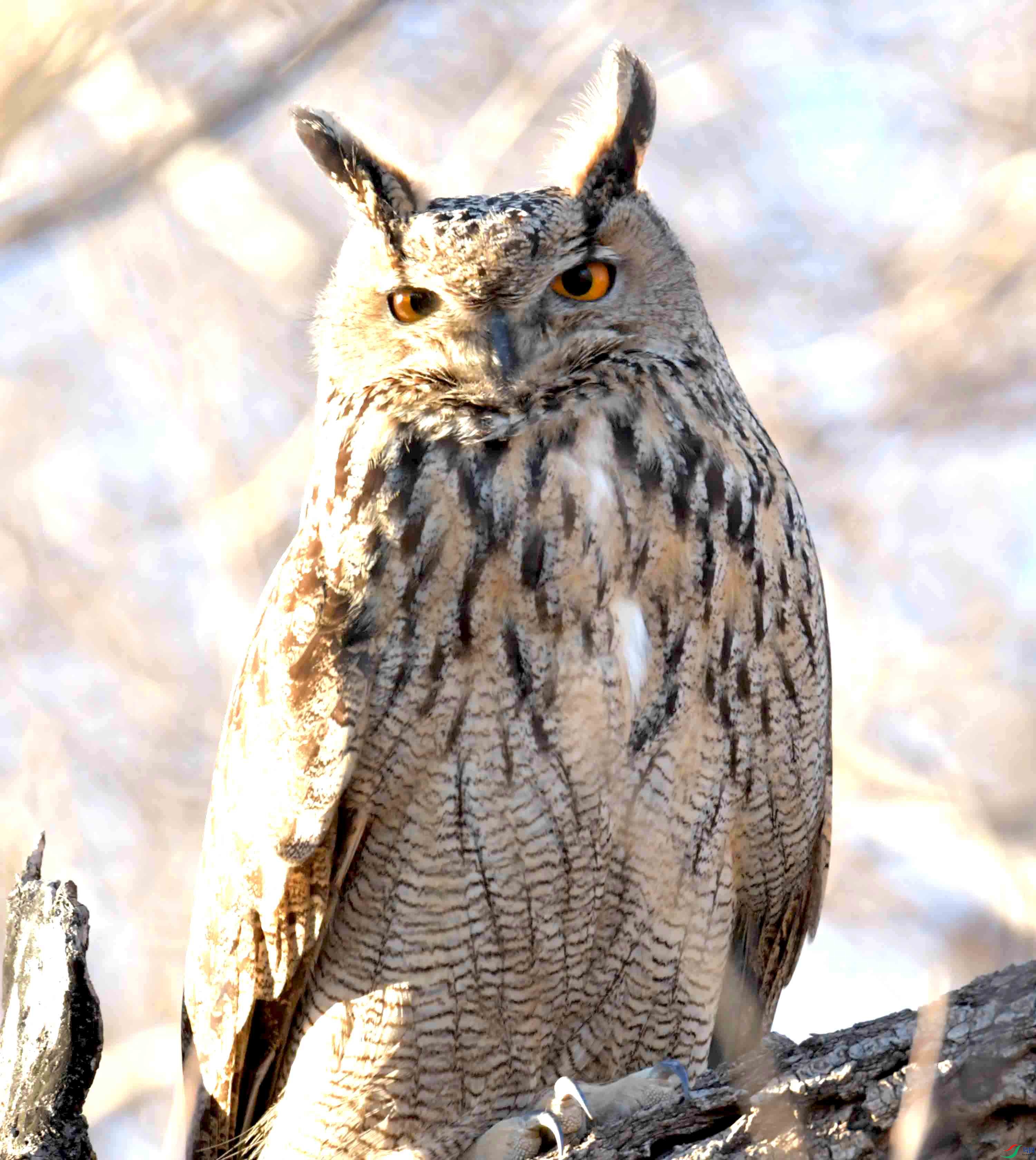 DSC_8339.JPG