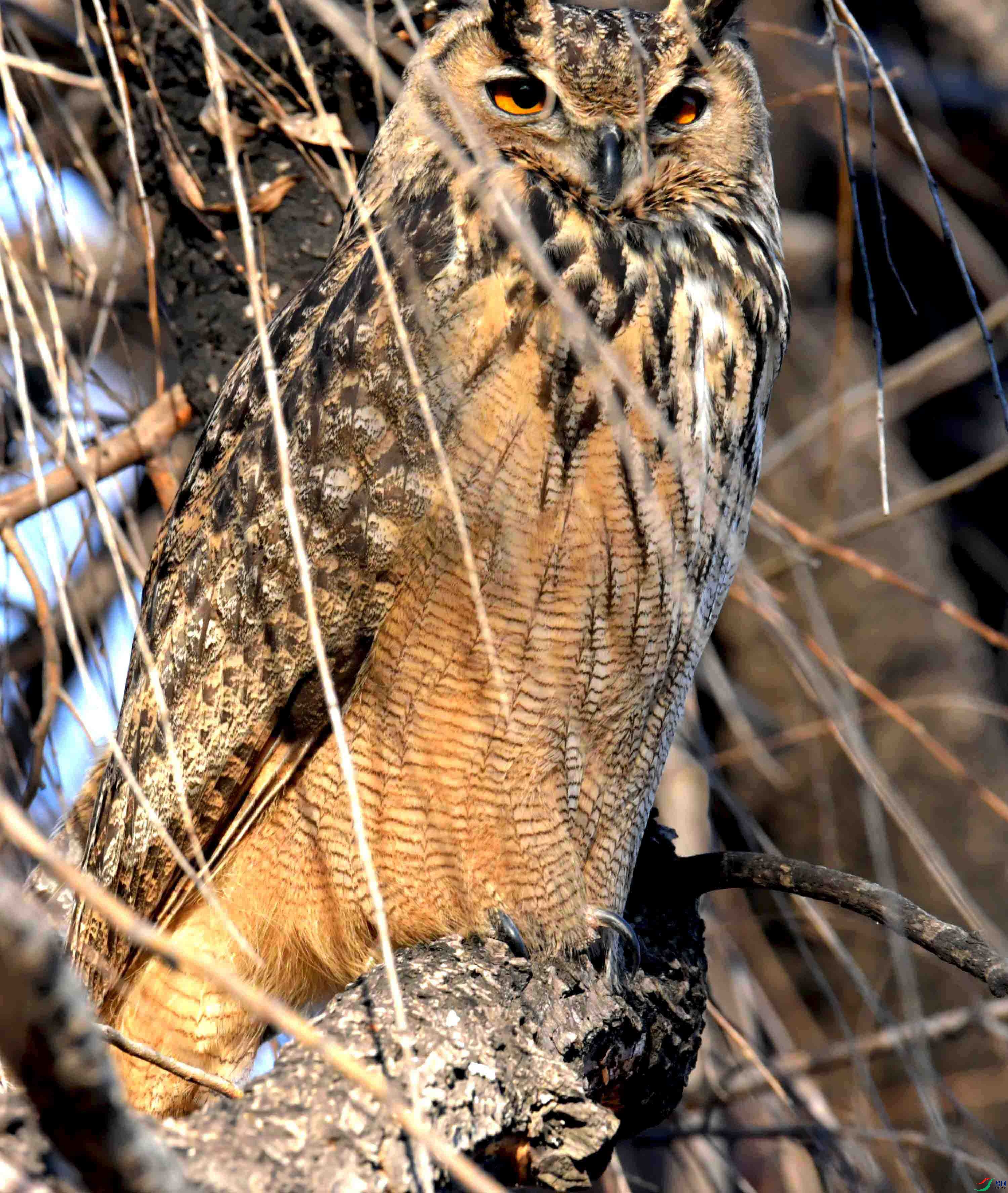 DSC_6341.JPG