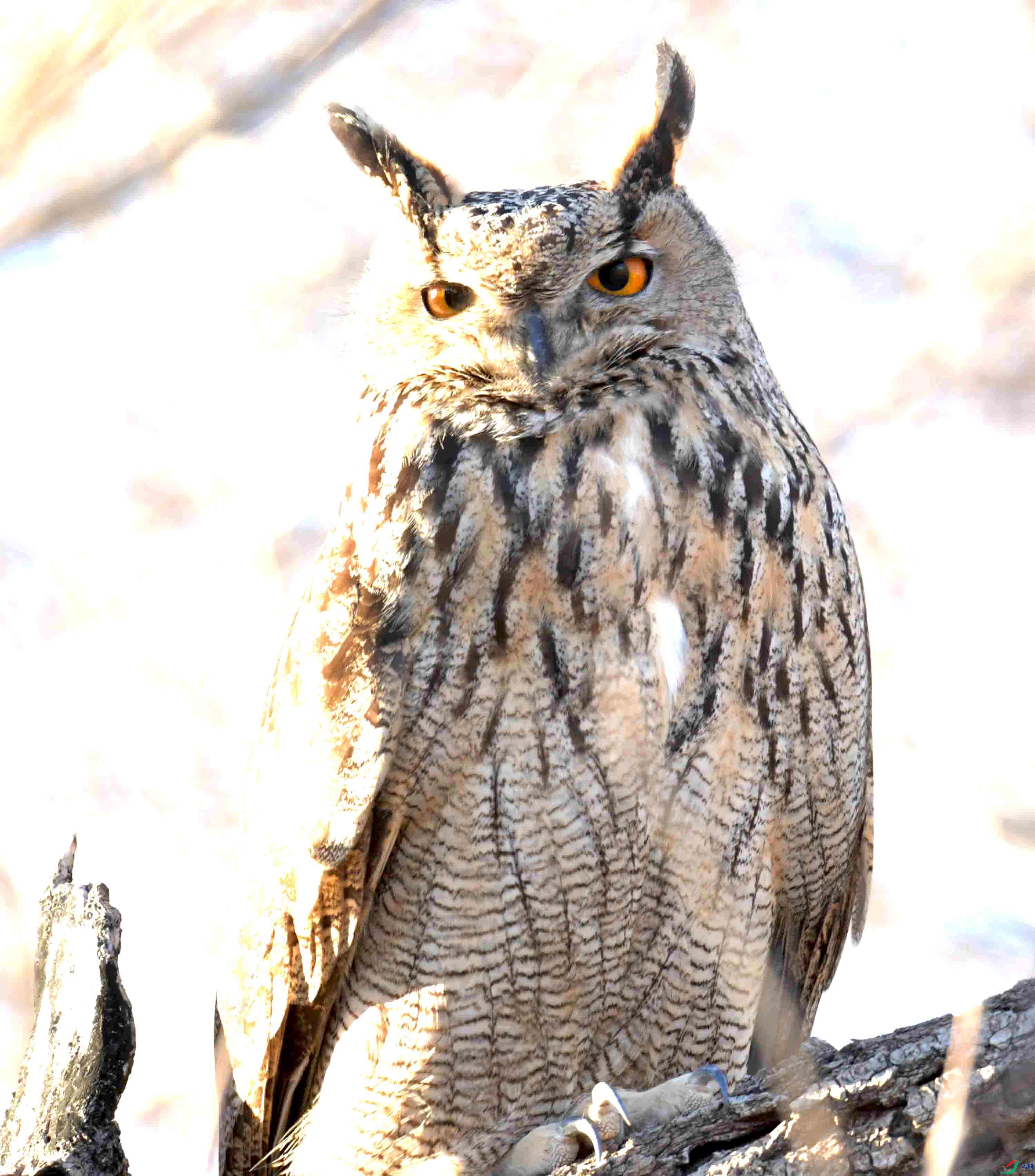 DSC_8340.JPG
