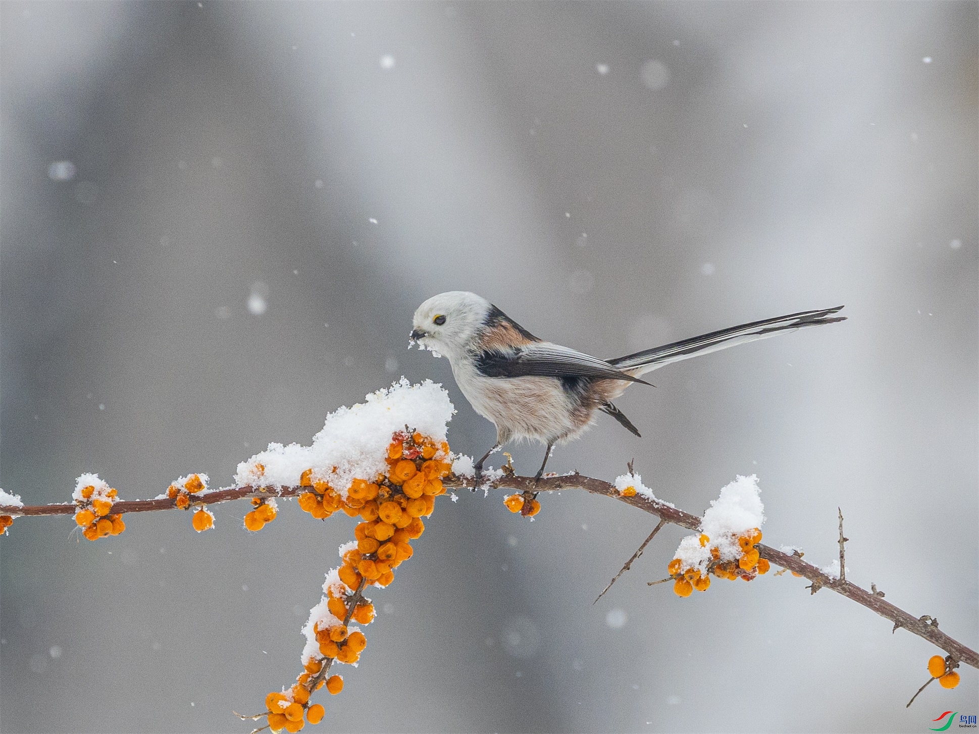 1K3A2048 ����1.jpg