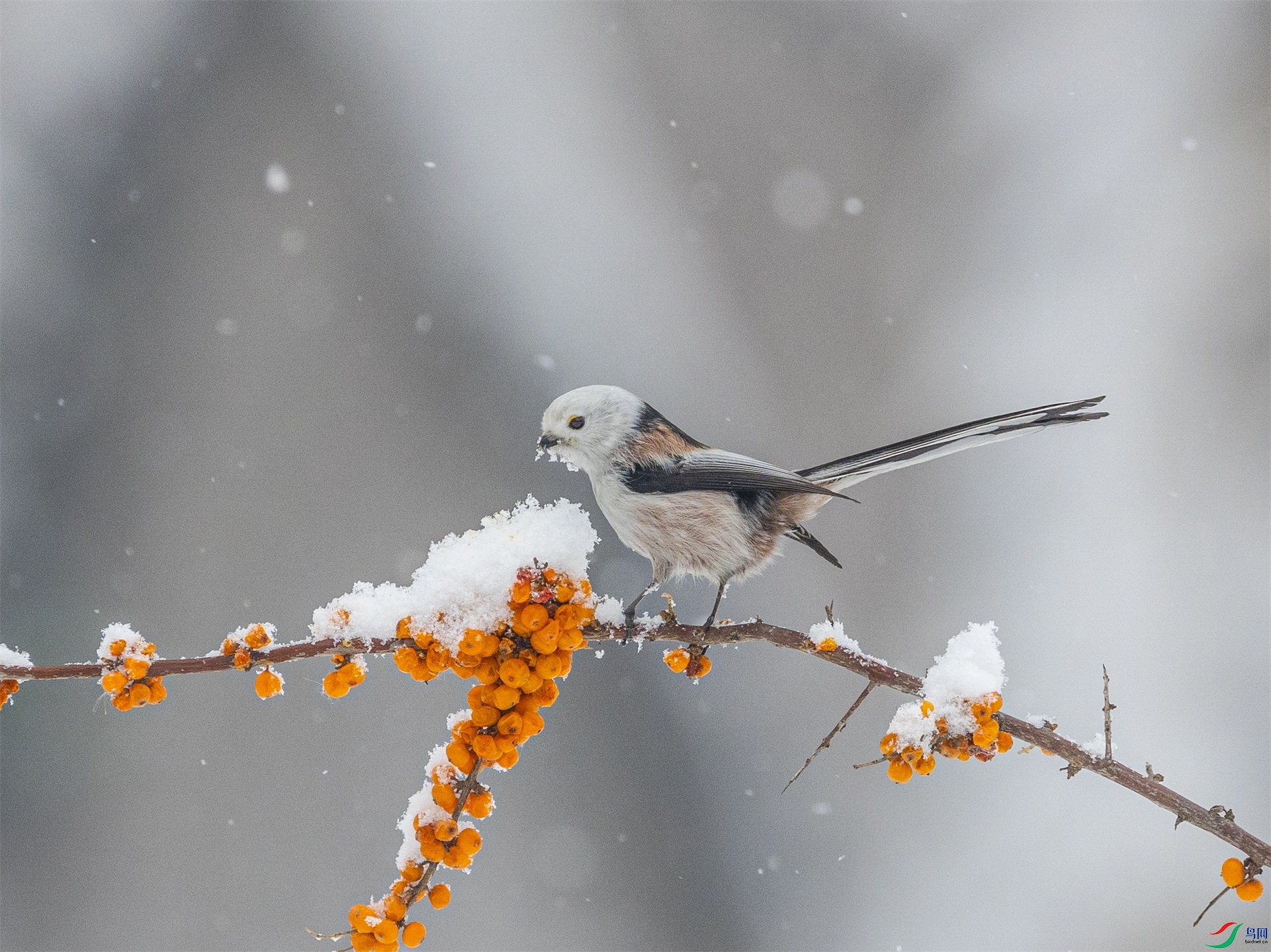 1K3A2047 ����1.jpg