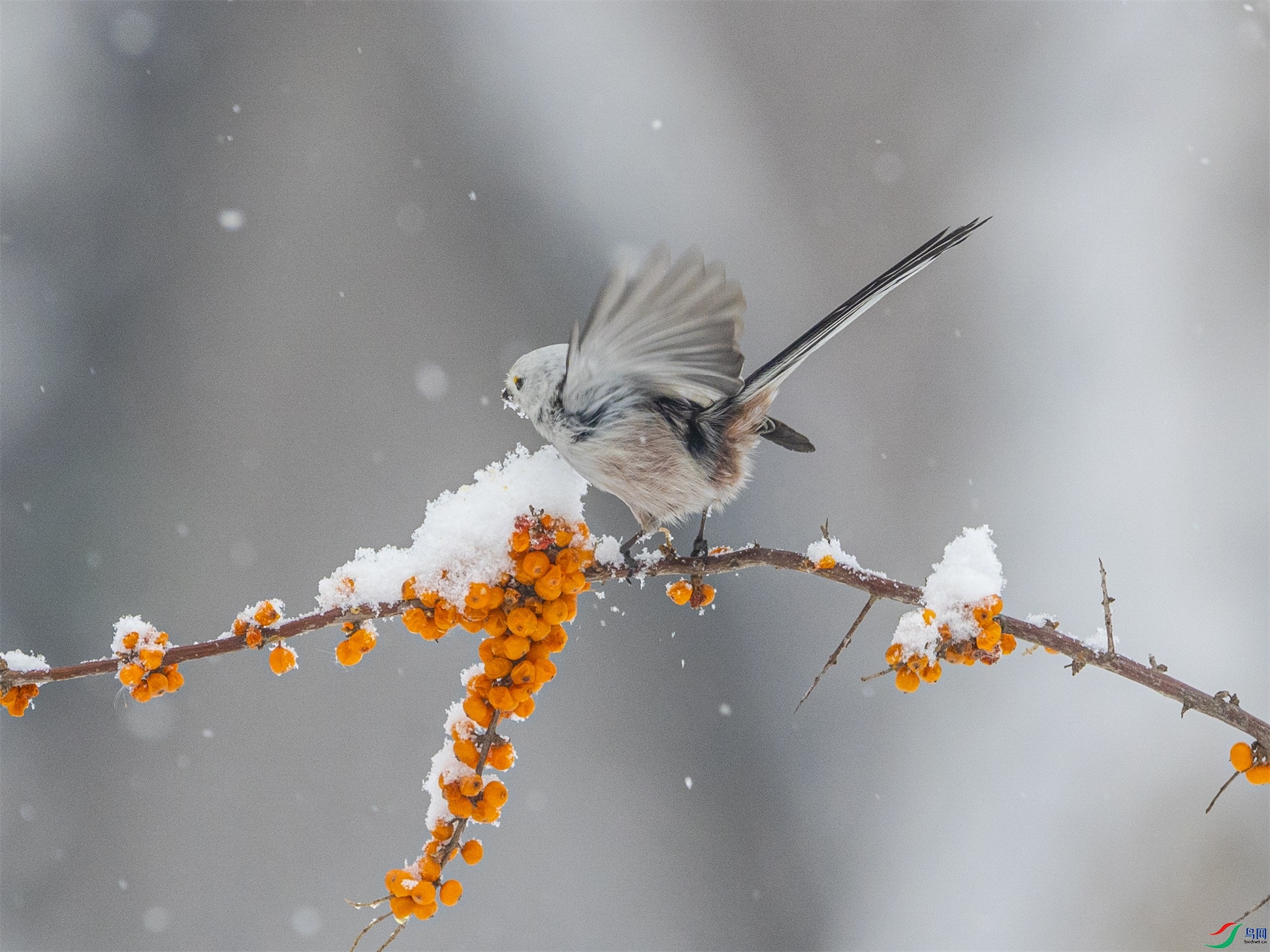 1K3A2054 ����1.jpg