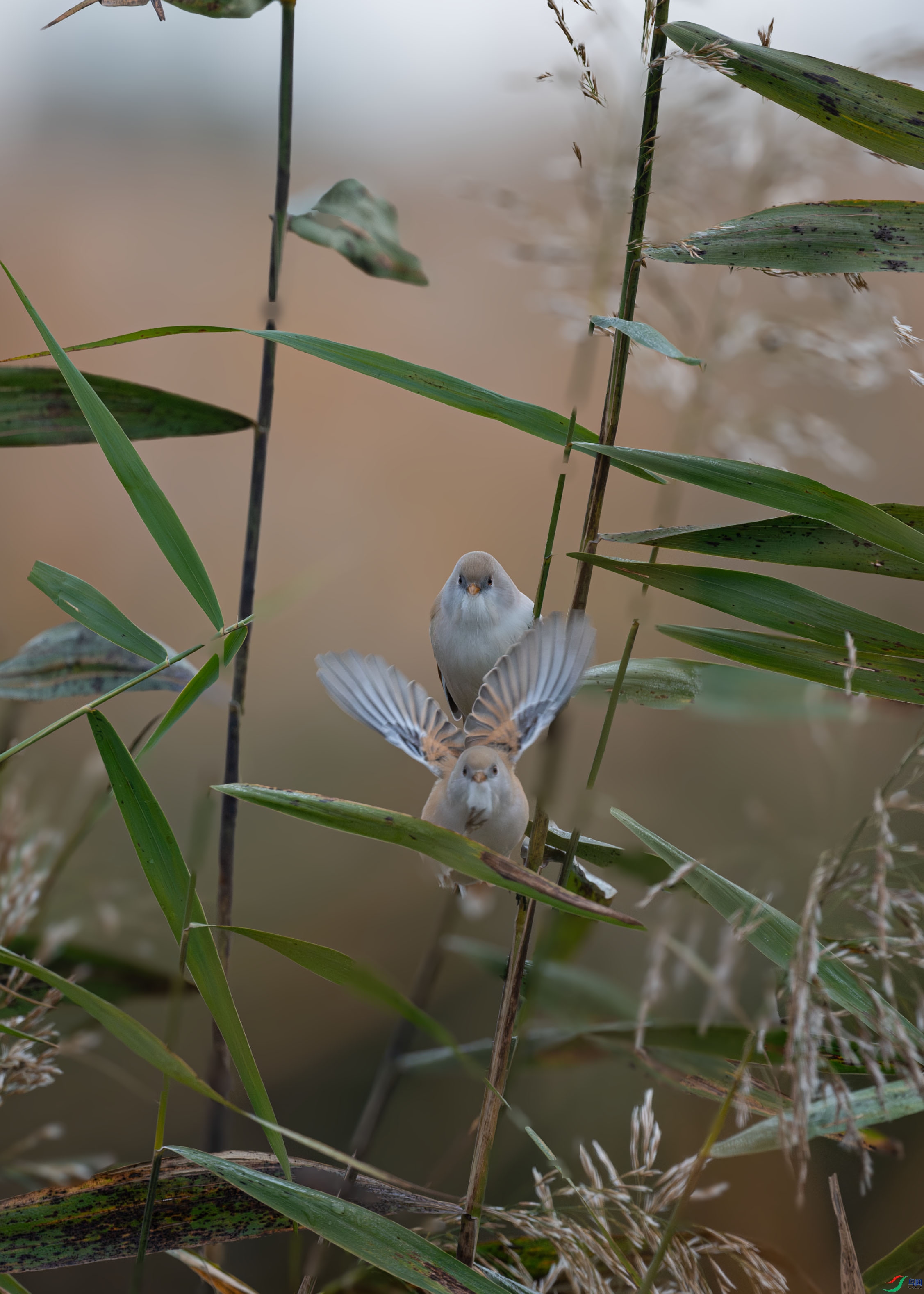 DSC_4402-����ǿ-NR ����.jpg