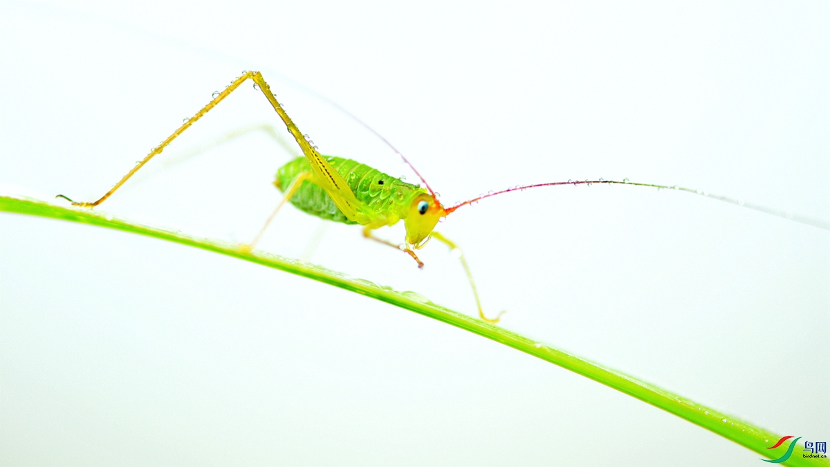 16 ϸ���˹ NW.jpg