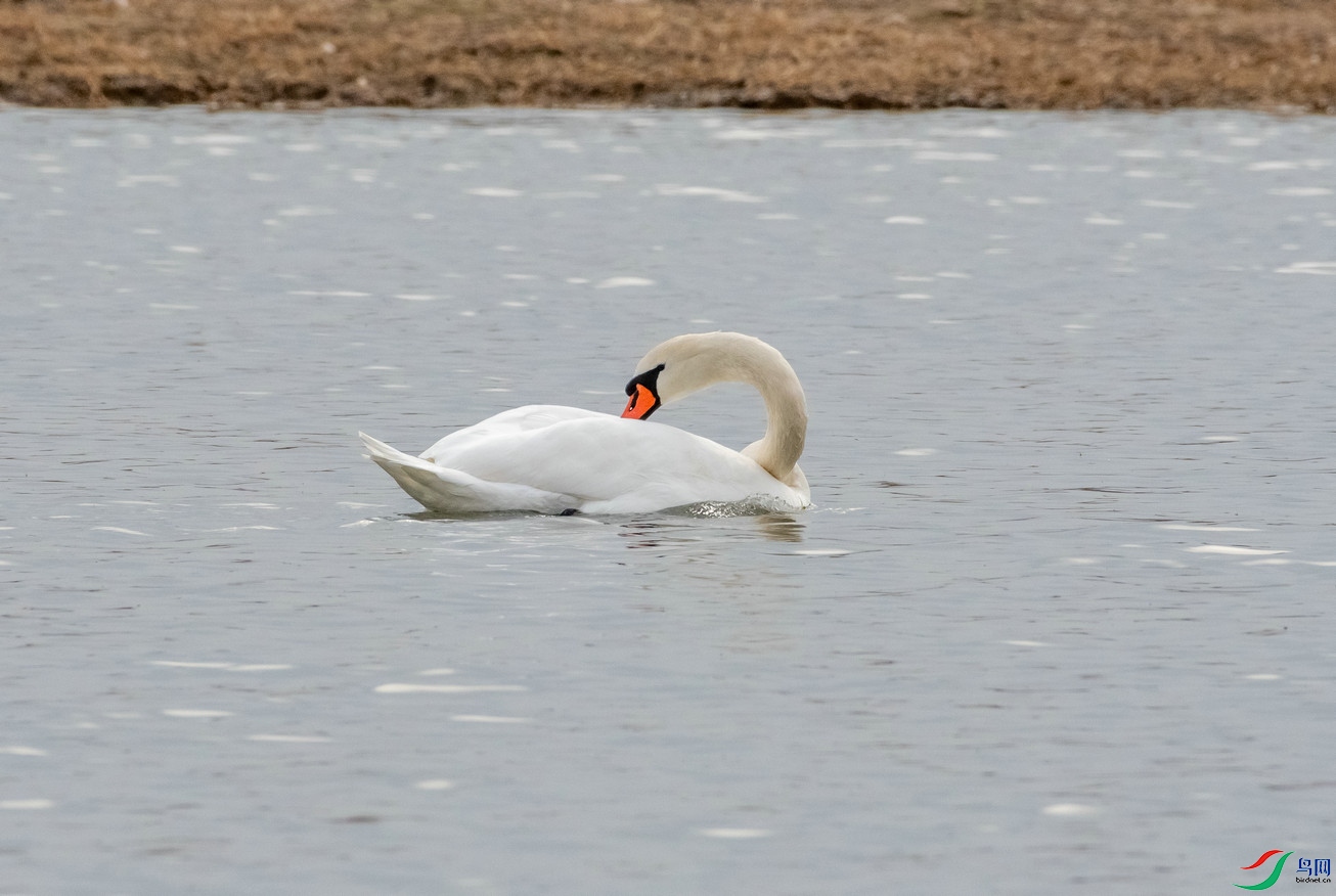 DSC_9933.jpg