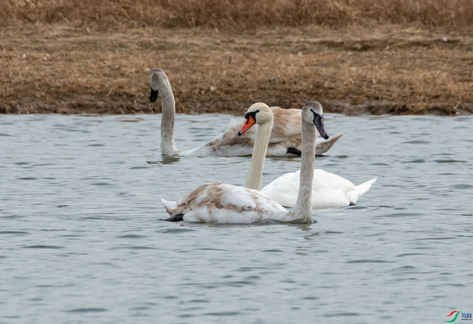 DSC_9854.jpg
