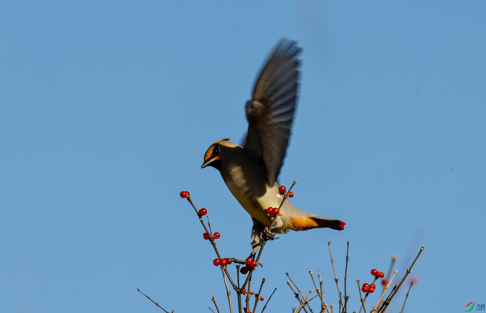 _X5A1544 - ���� (2).JPG