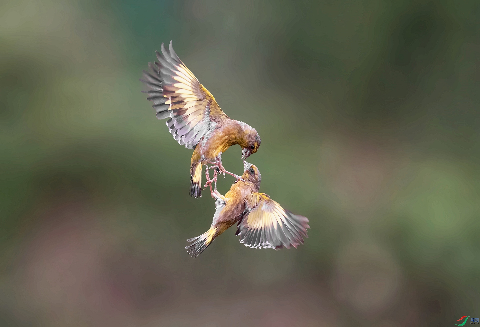 DSC_0413 ����_����.jpg