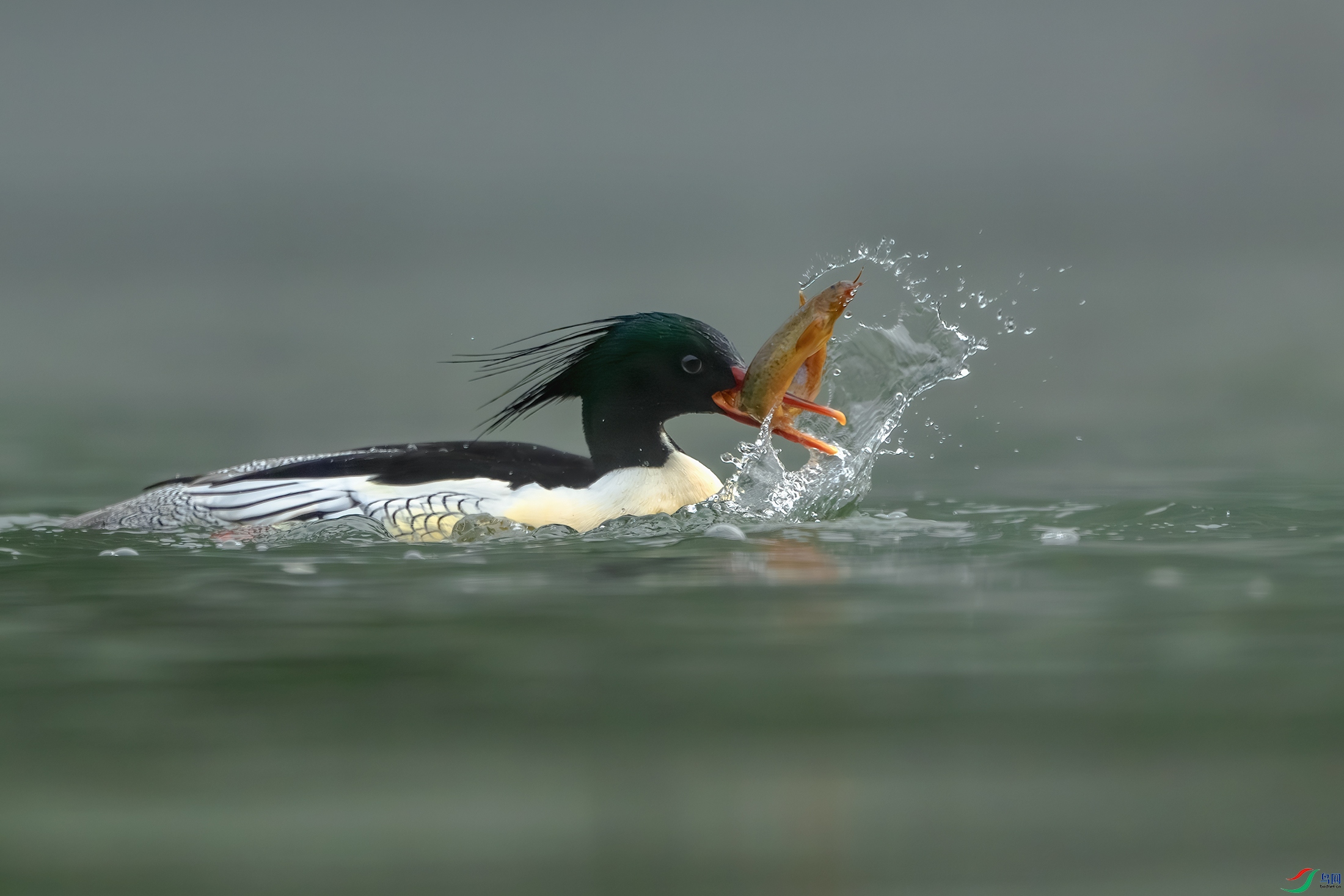 DSC_3342-����ǿ-NR ����.jpg