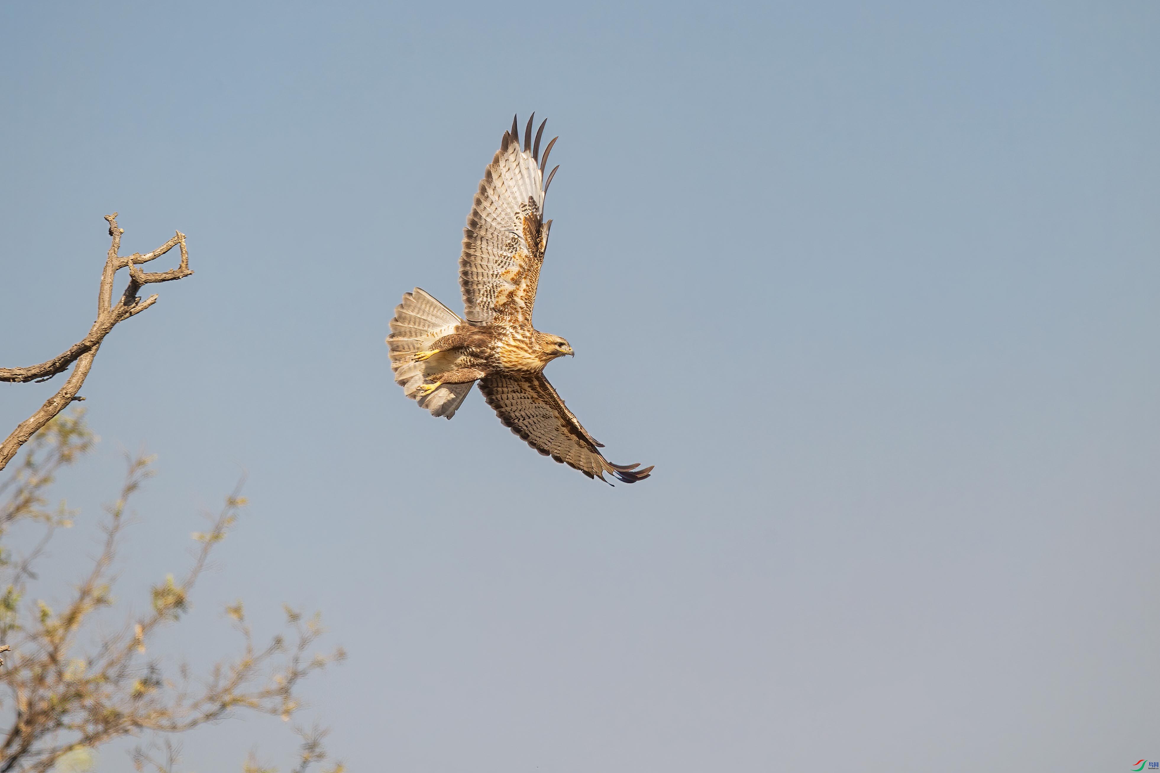 DSC_8520 ����-b.jpg