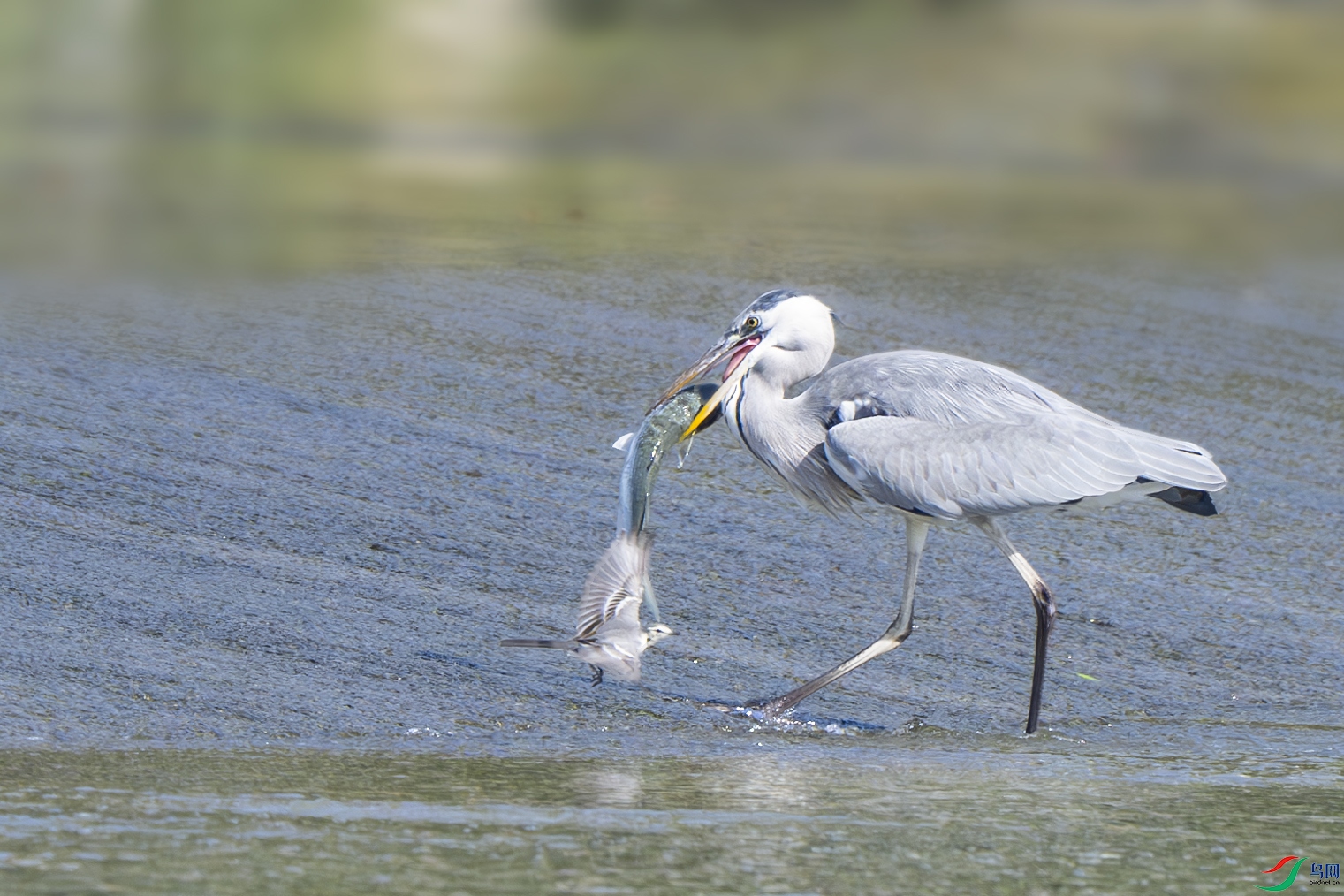 _DSC0225-����ǿ-NR ����.jpg