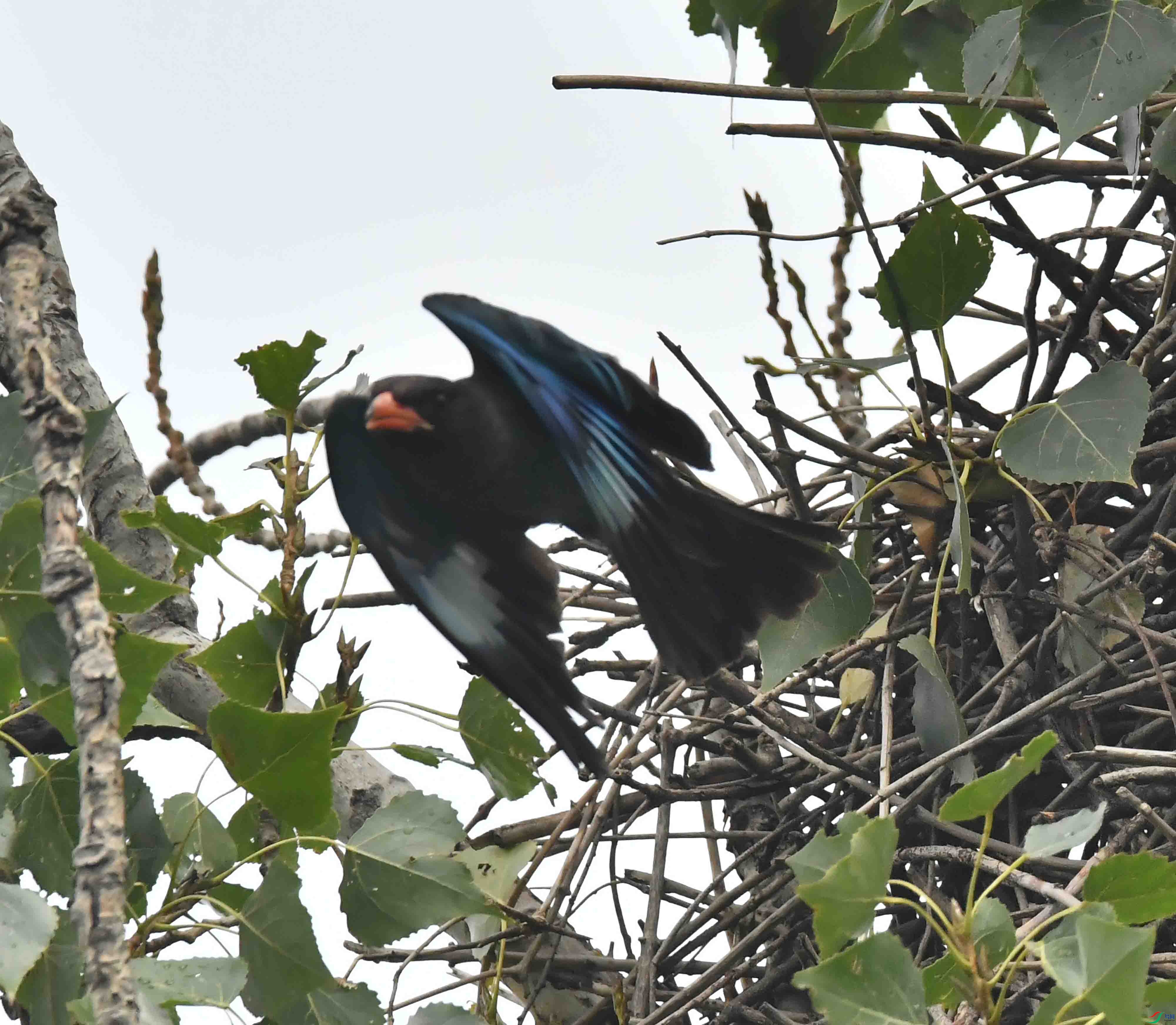 DSC_2897.JPG