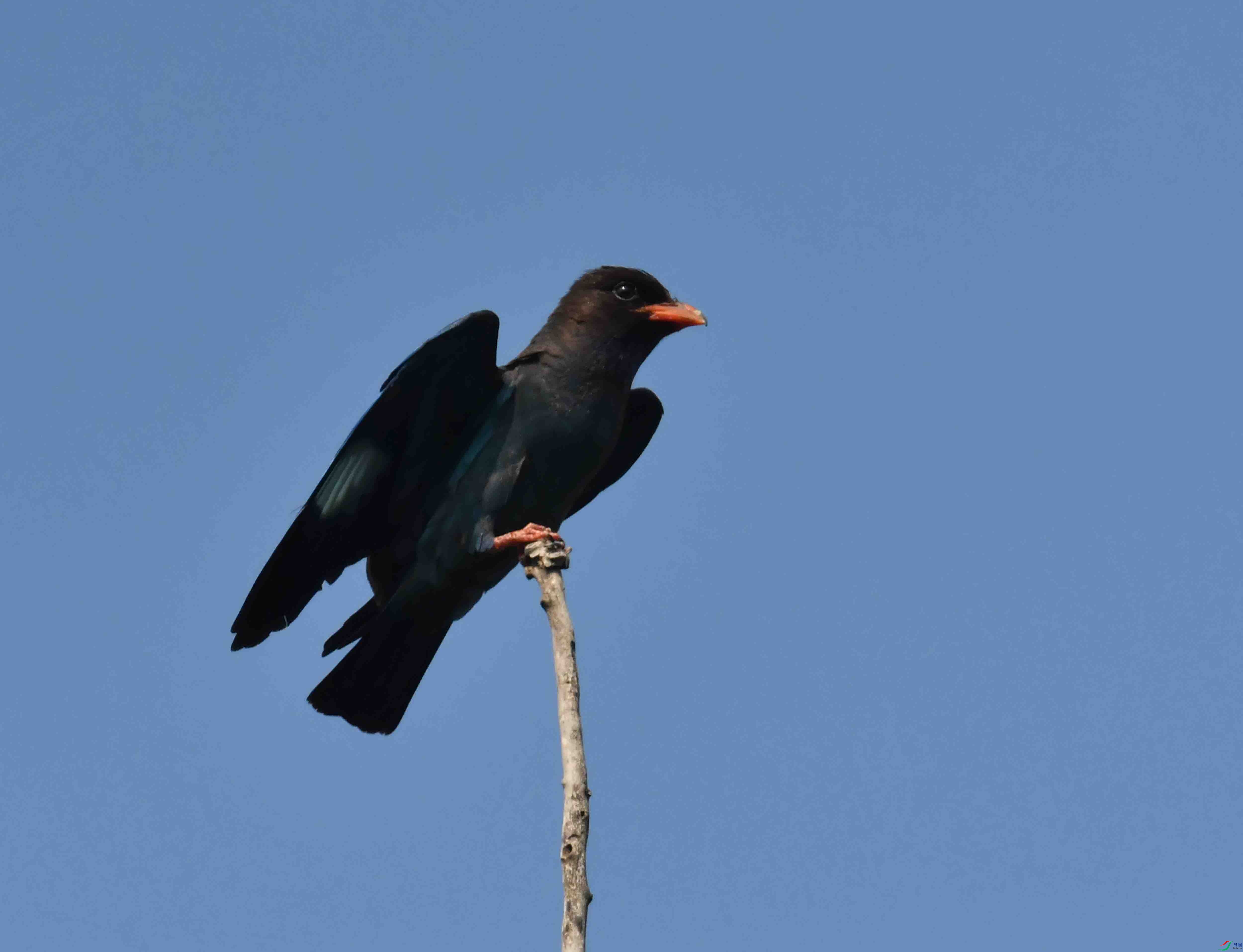 DSC_4269.JPG