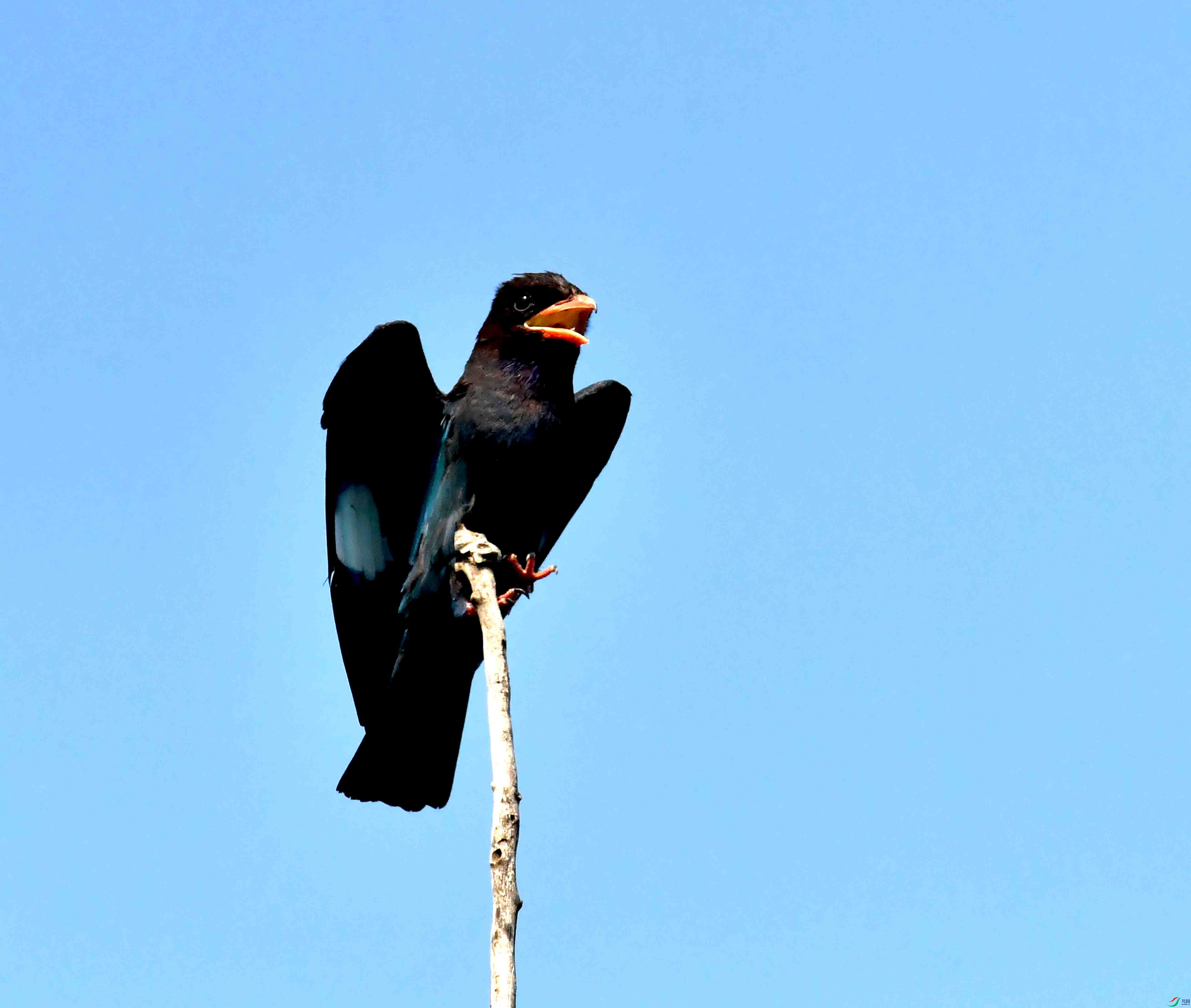 DSC_4275.JPG