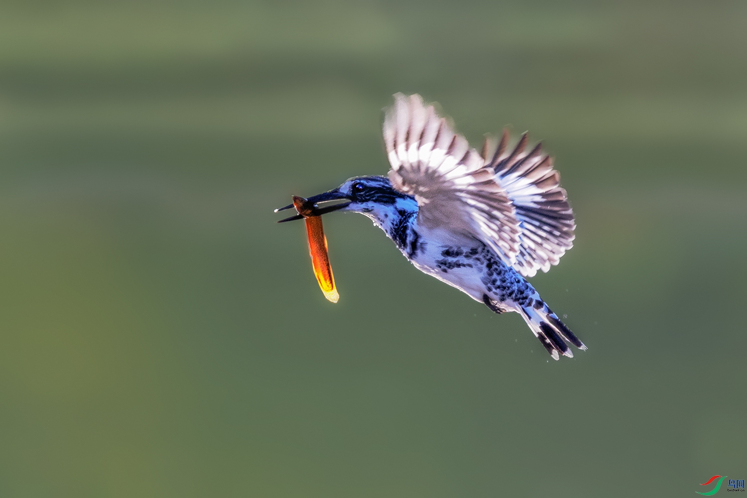 ���㹷----��һ��ս��Ʒ