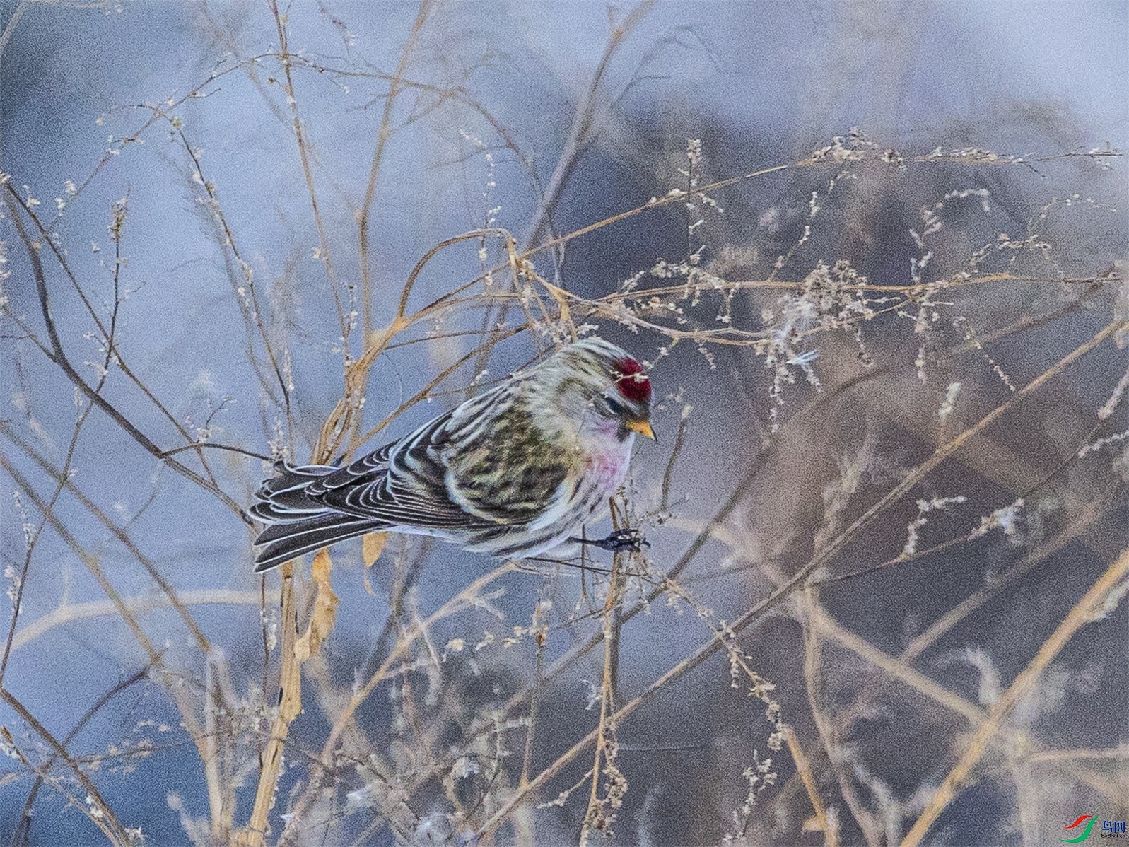 1K3A1158 ����1.jpg