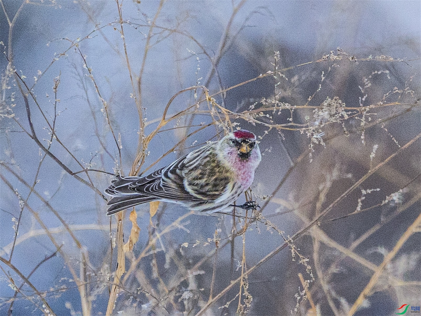 1K3A1155 ����1.jpg