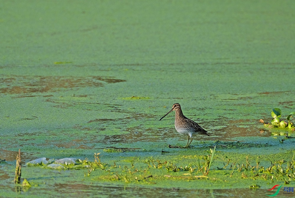 DSCF2078.1.jpg