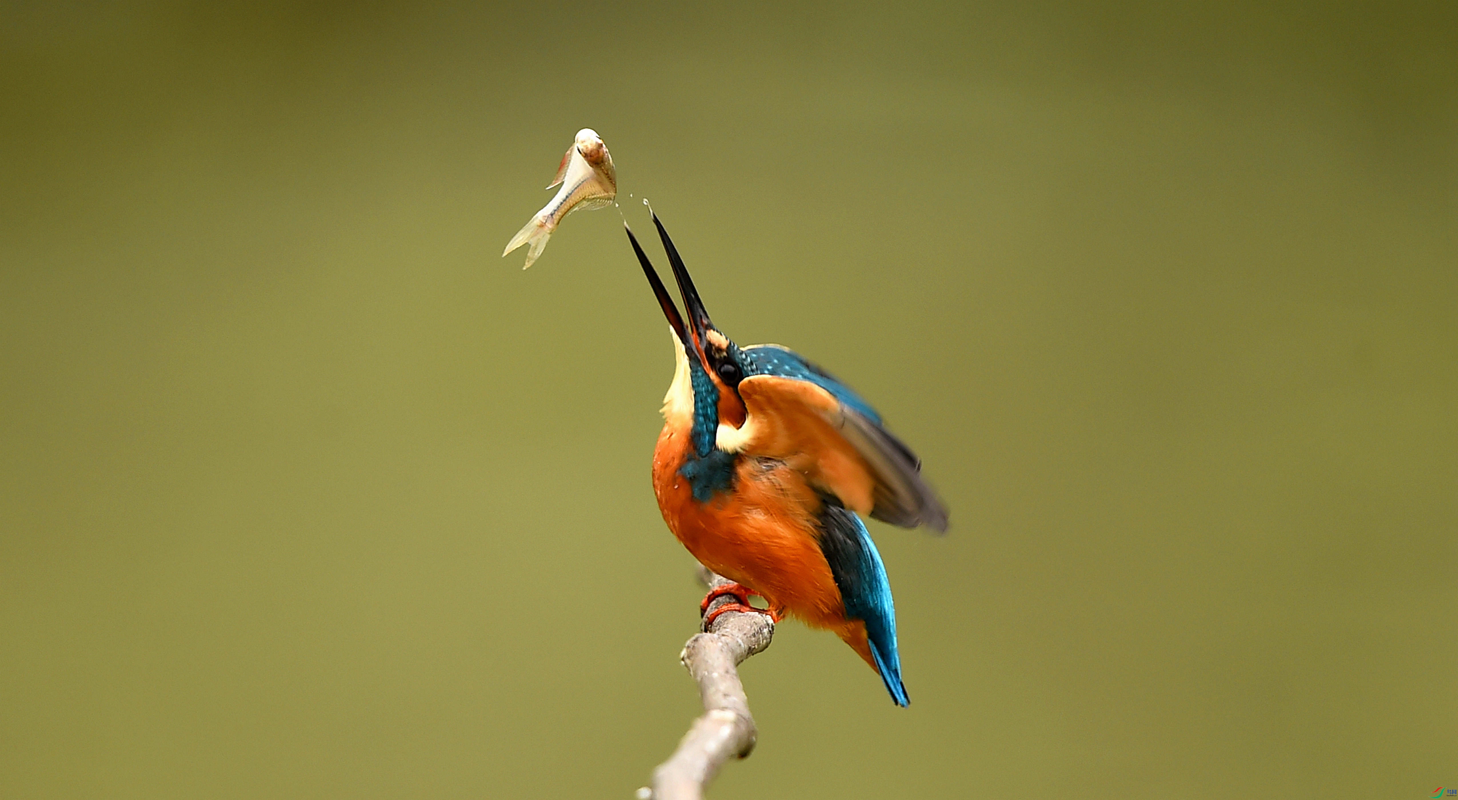 DSC_7910-0.jpg